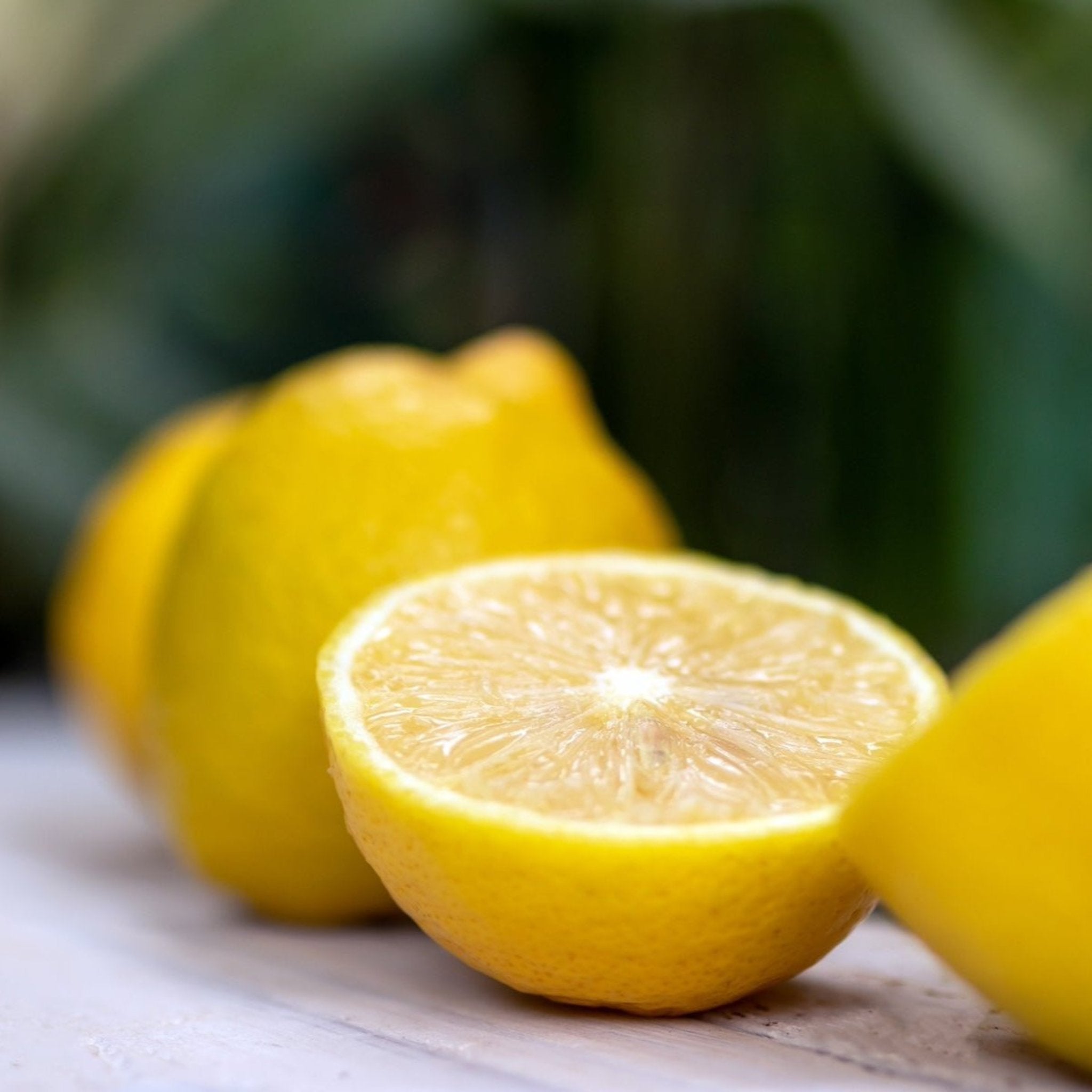 Lisbon Limon Ağacı