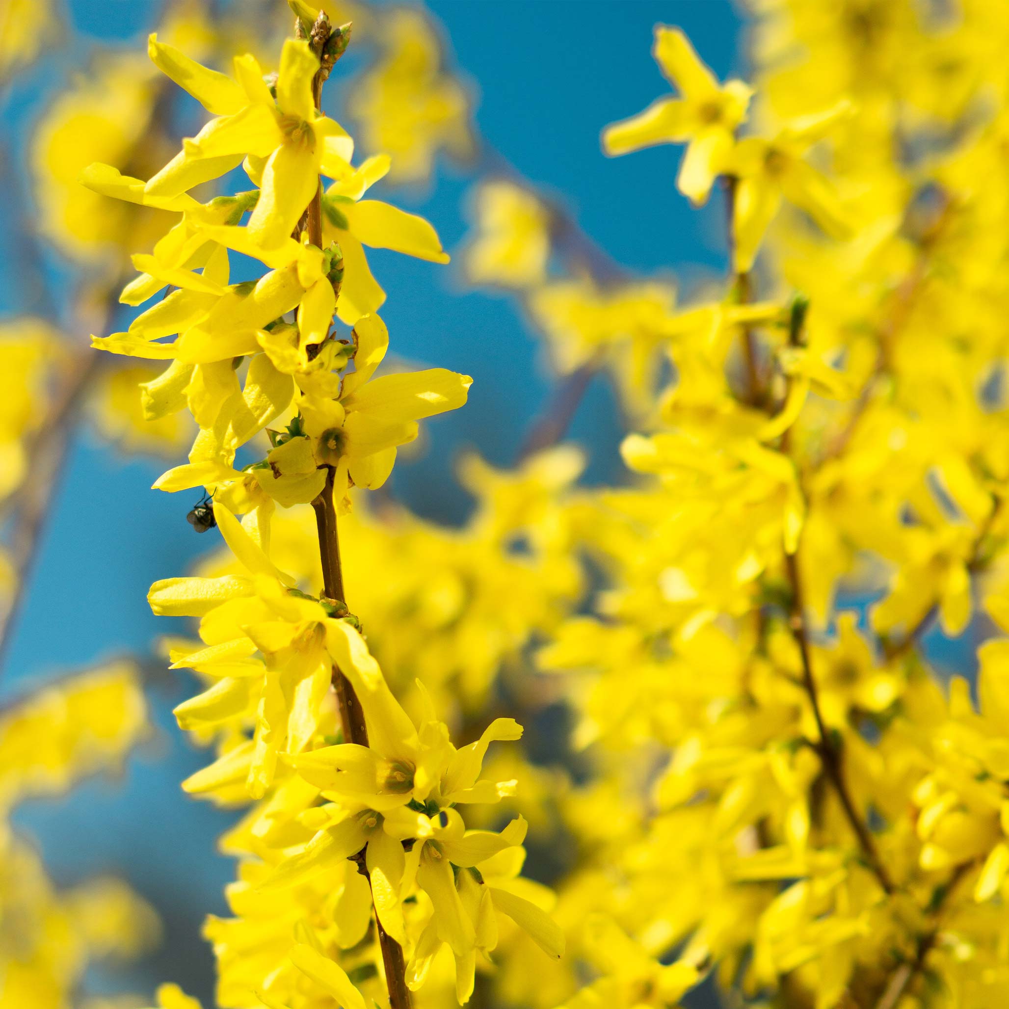 Lynwood Gold Forsythia Çalısı