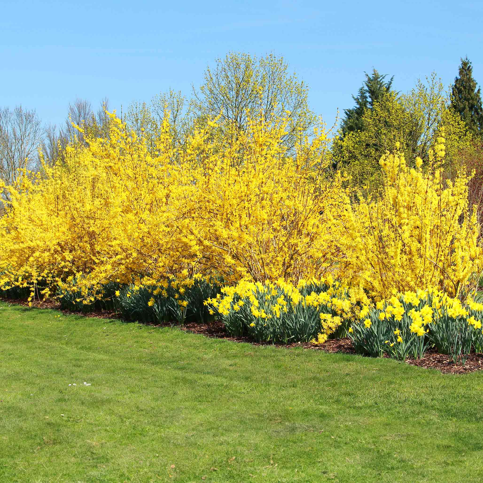 Lynwood Gold Forsythia Çalısı