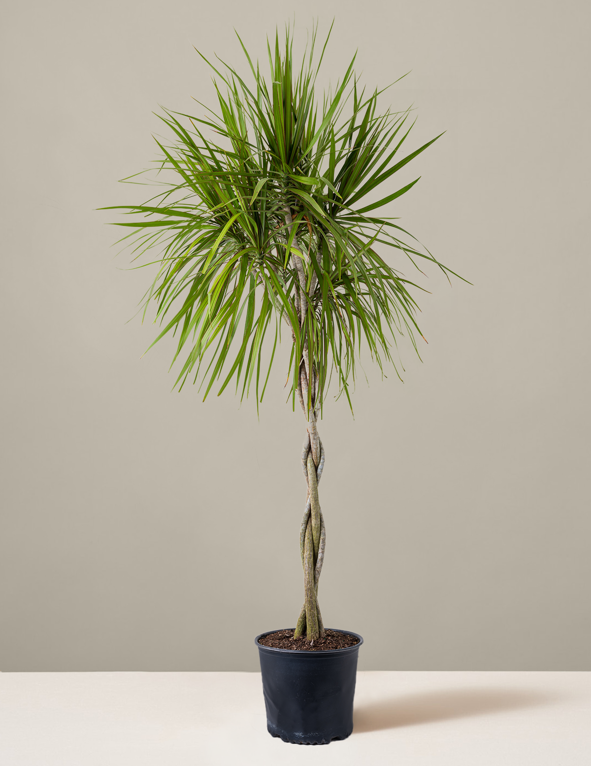 Örgü Gövdeli Dracaena Marginata