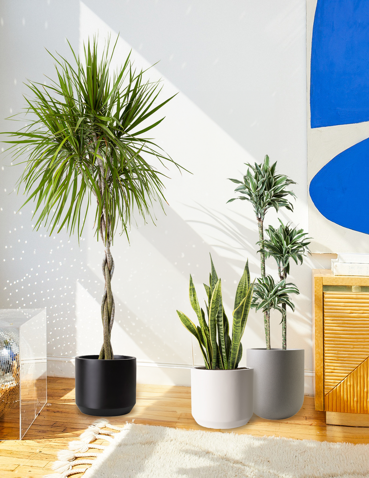 Örgü Gövdeli Dracaena Marginata