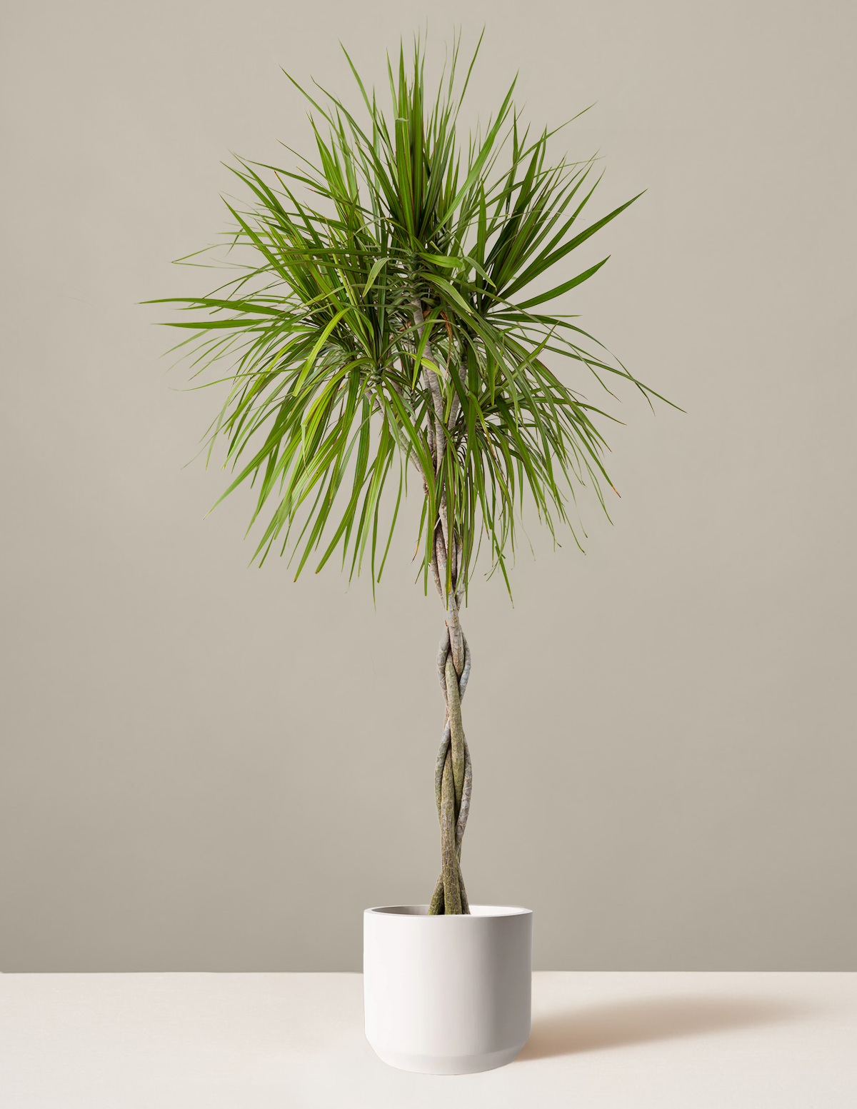 Örgü Gövdeli Dracaena Marginata
