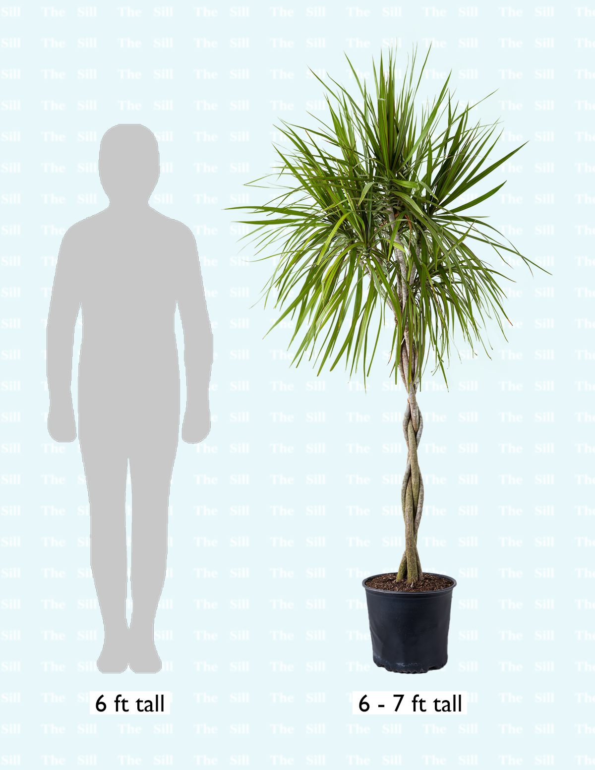 Örgü Gövdeli Dracaena Marginata