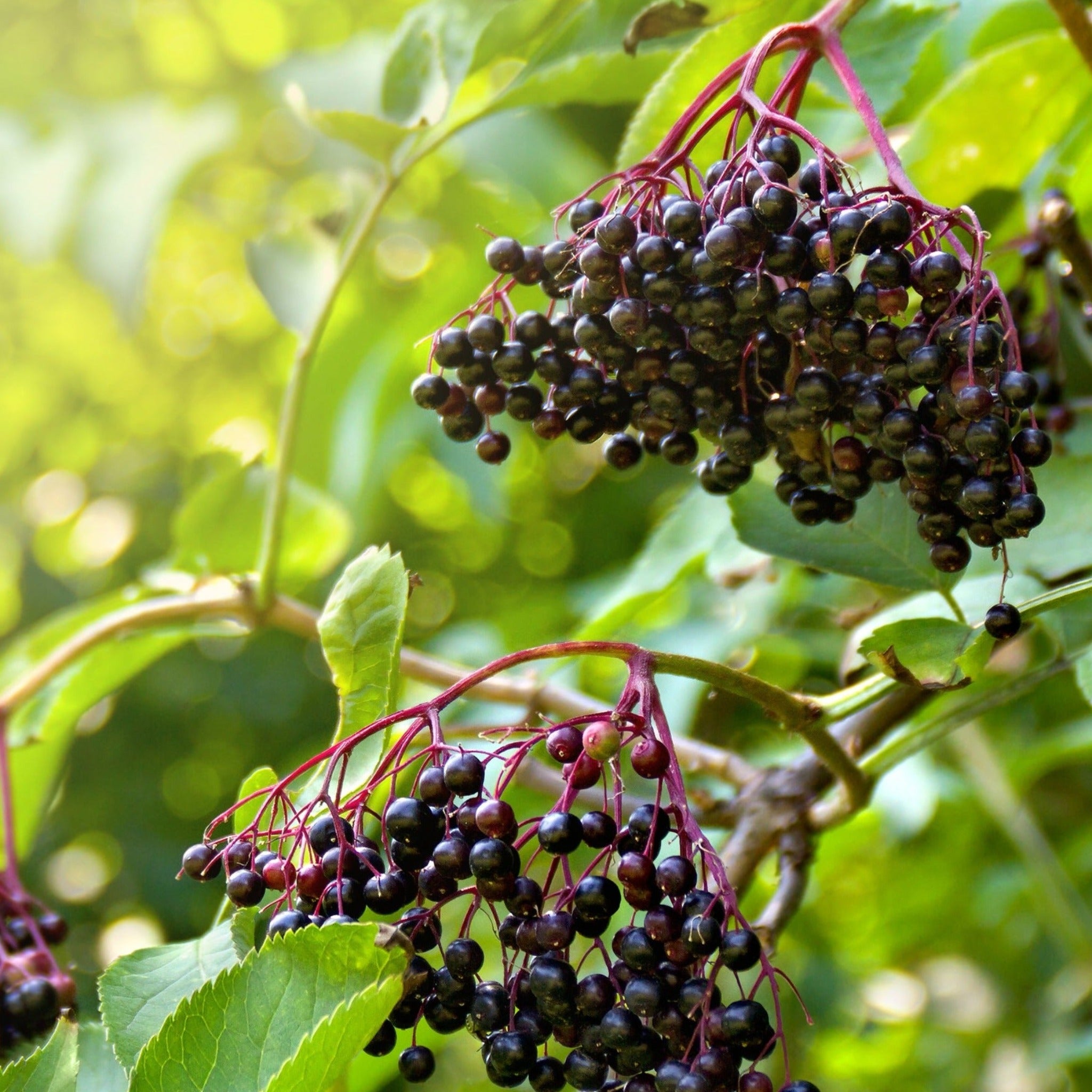Marge Mürver (Marge Elderberry)
