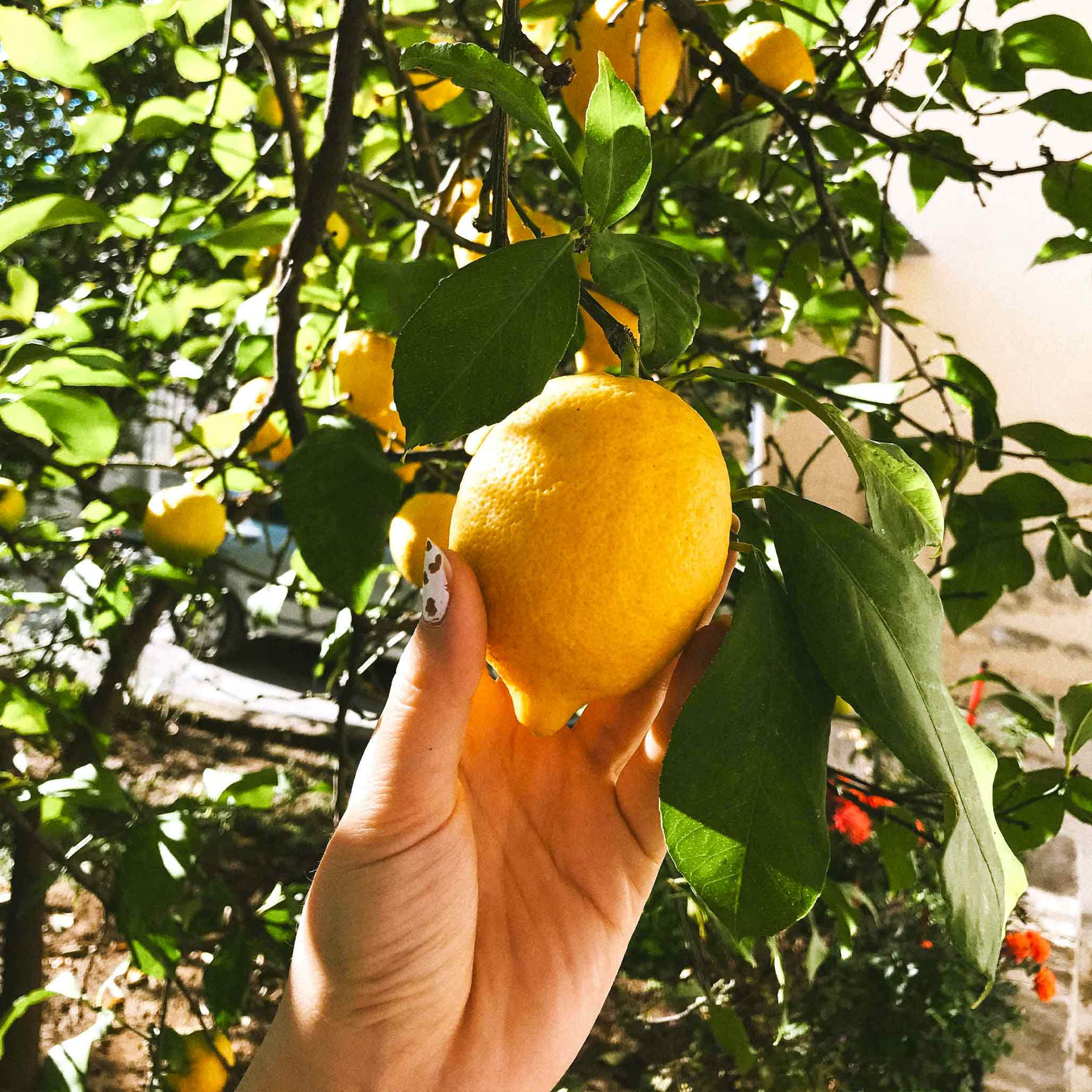 Improved Meyer Limon Ağacı
