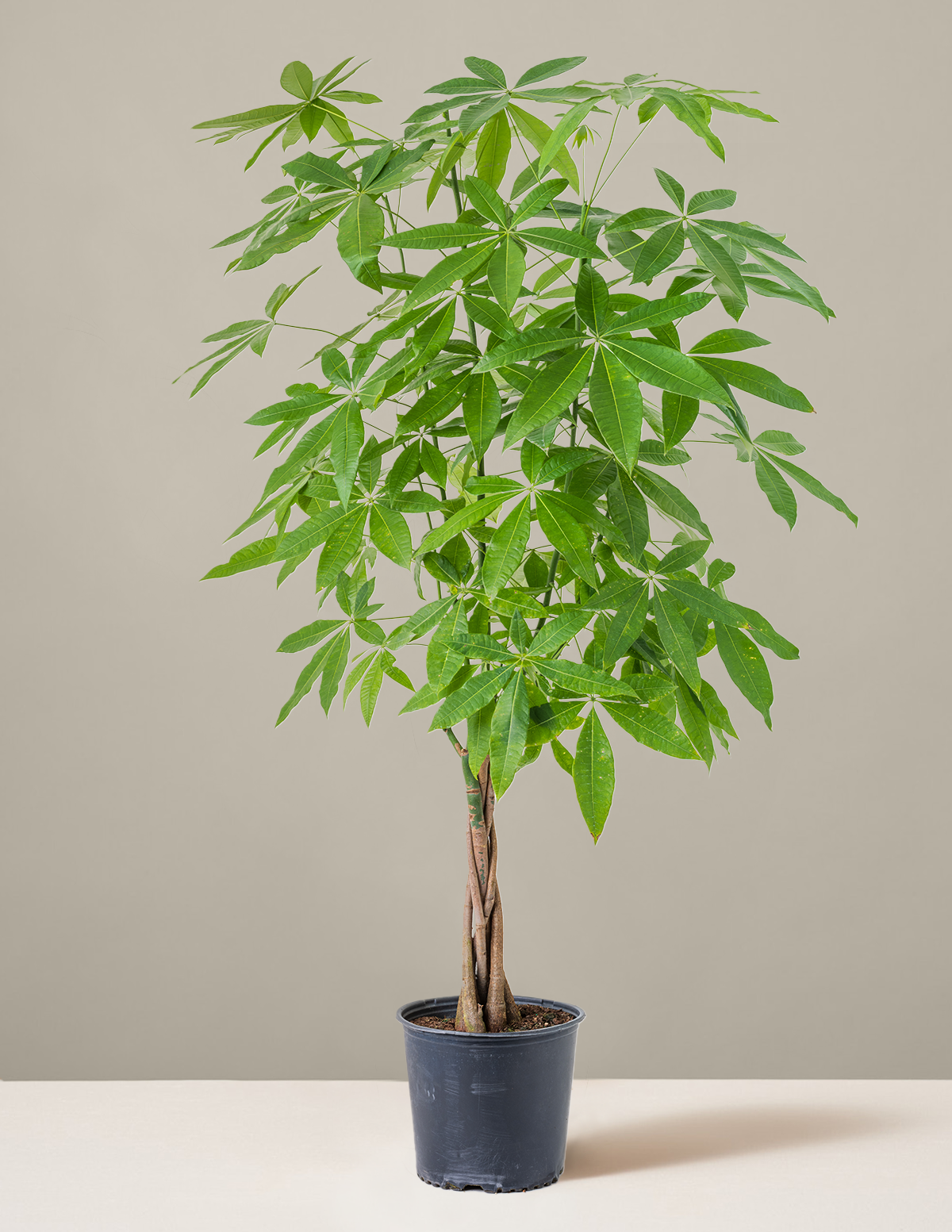 Para Ağacı (Money Tree)