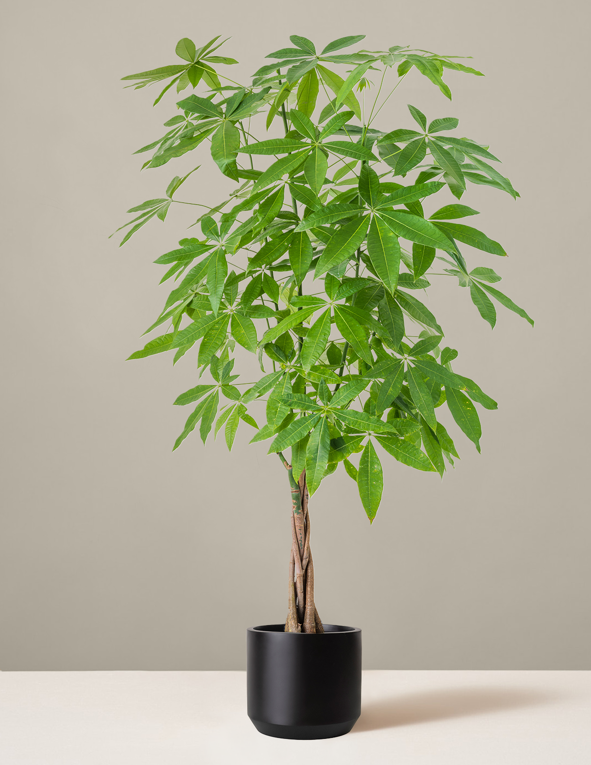 Para Ağacı (Money Tree)