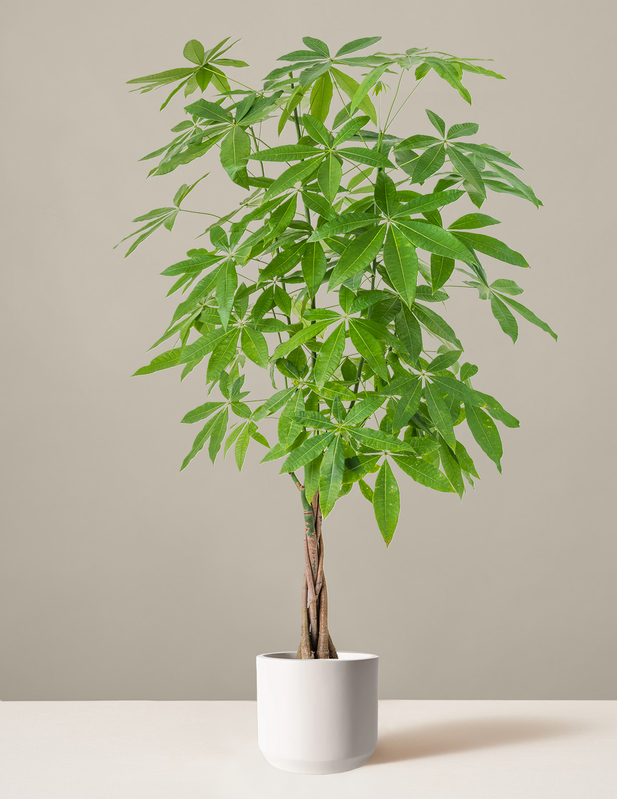 Para Ağacı (Money Tree)