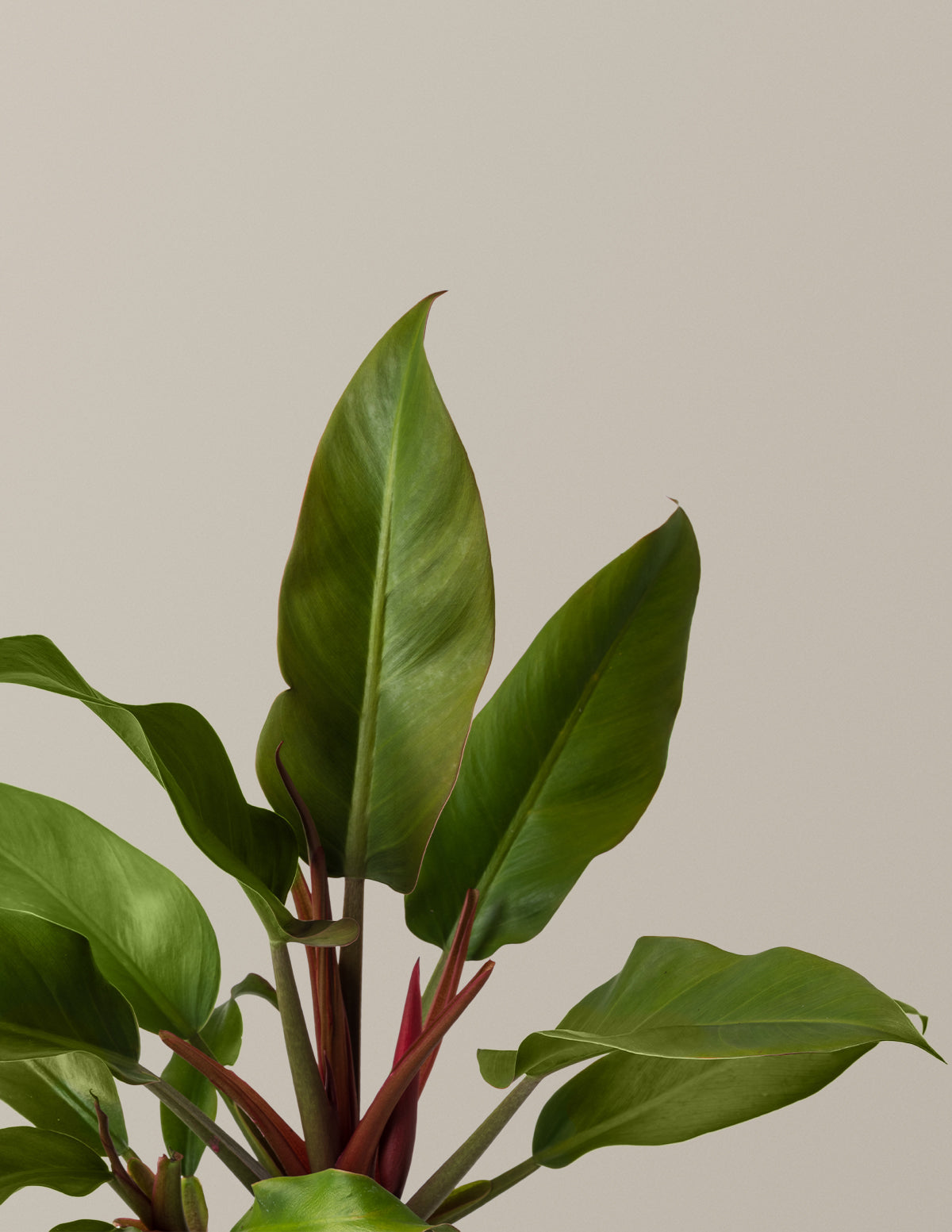 Philodendron 'Autumn'