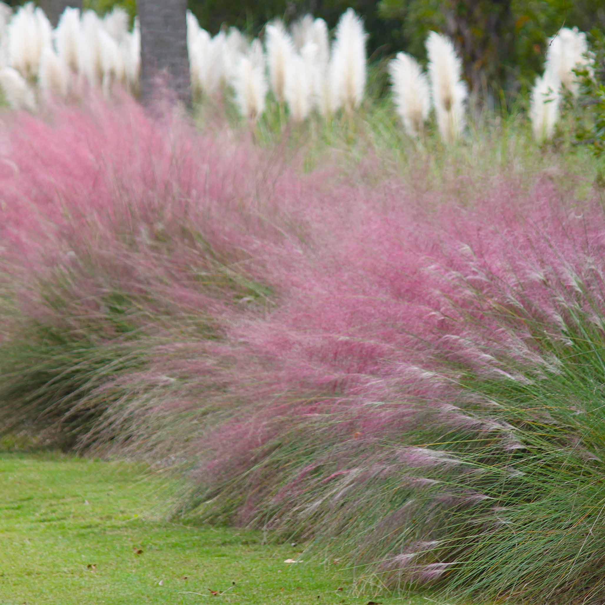 Pembe Muhly Çimi (Pink Muhly Grass)