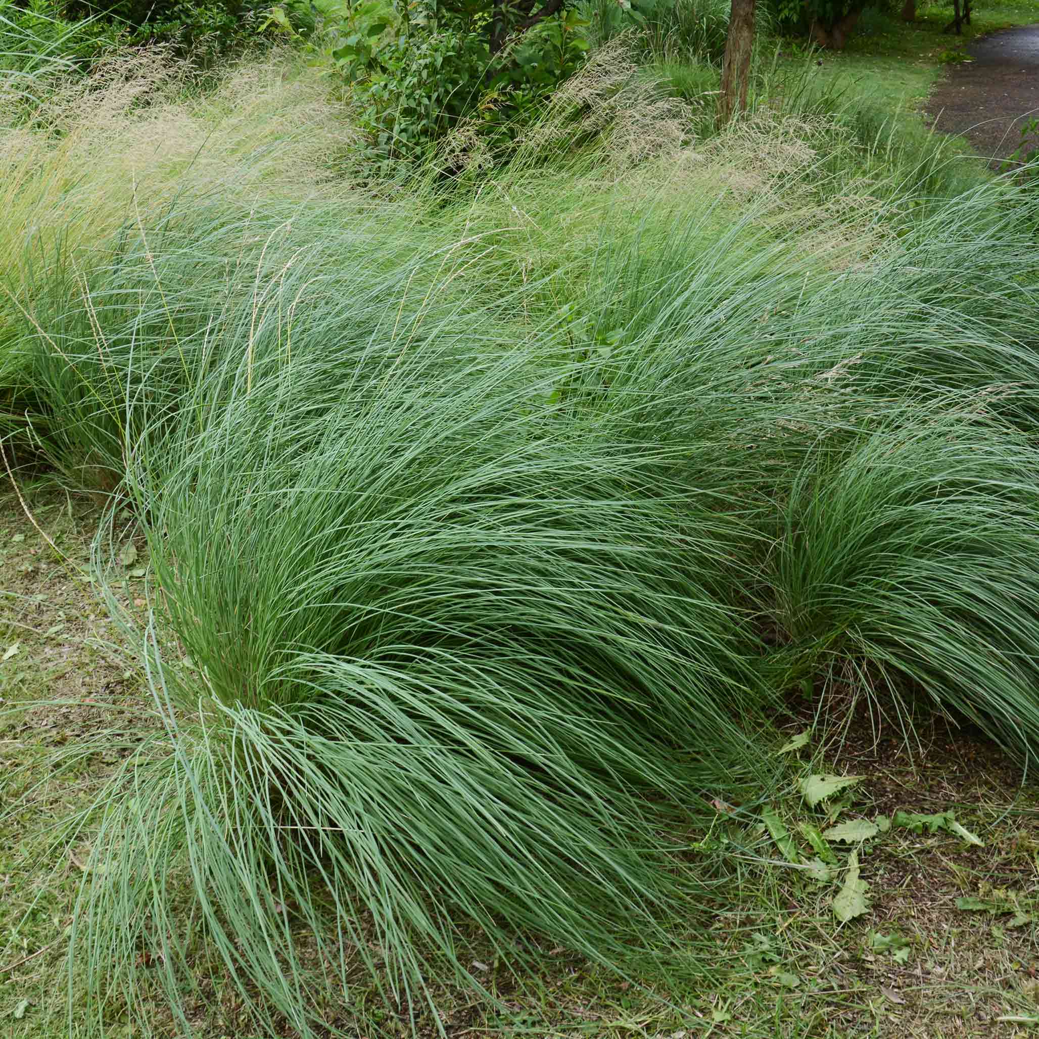 Pembe Muhly Çimi (Pink Muhly Grass)