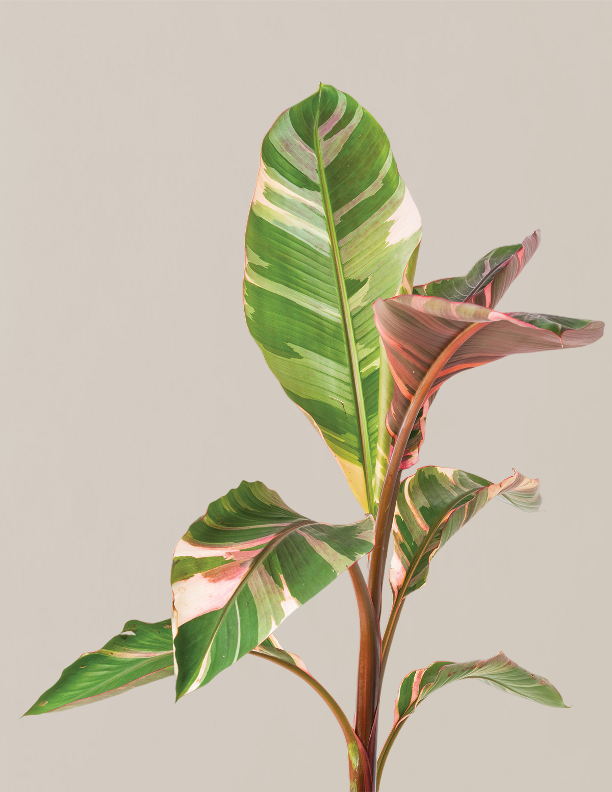 Musa Nono Pink Alacalı Muz Ağacı
