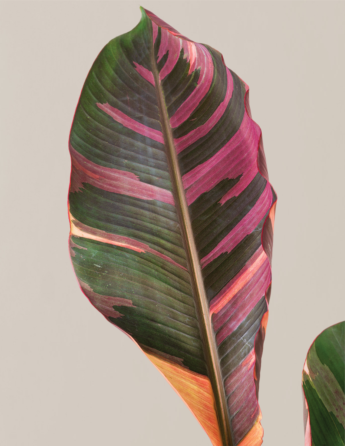 Musa Nono Pink Alacalı Muz Ağacı