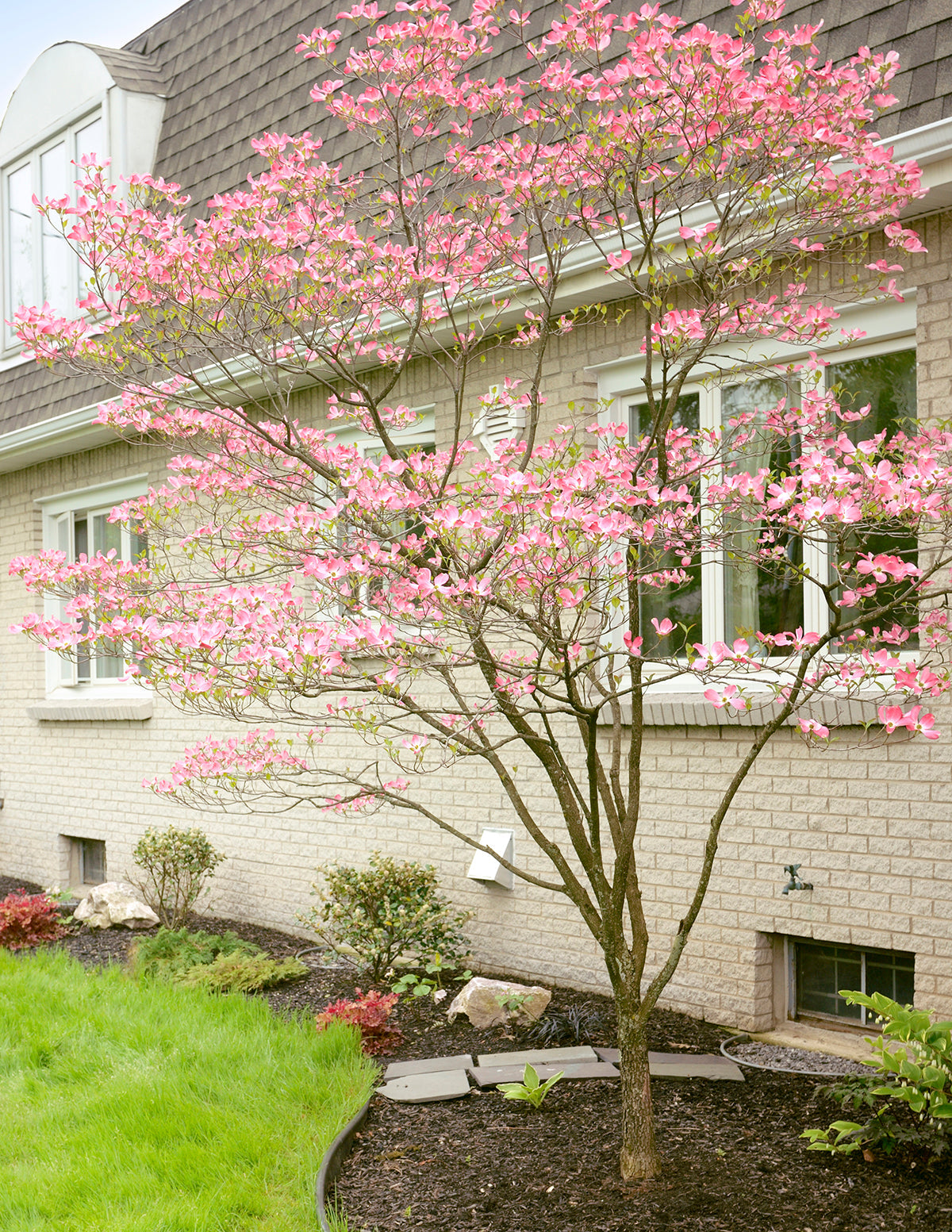 Cherokee Brave Pembe Çiçekli Kızılcık (Dogwood)