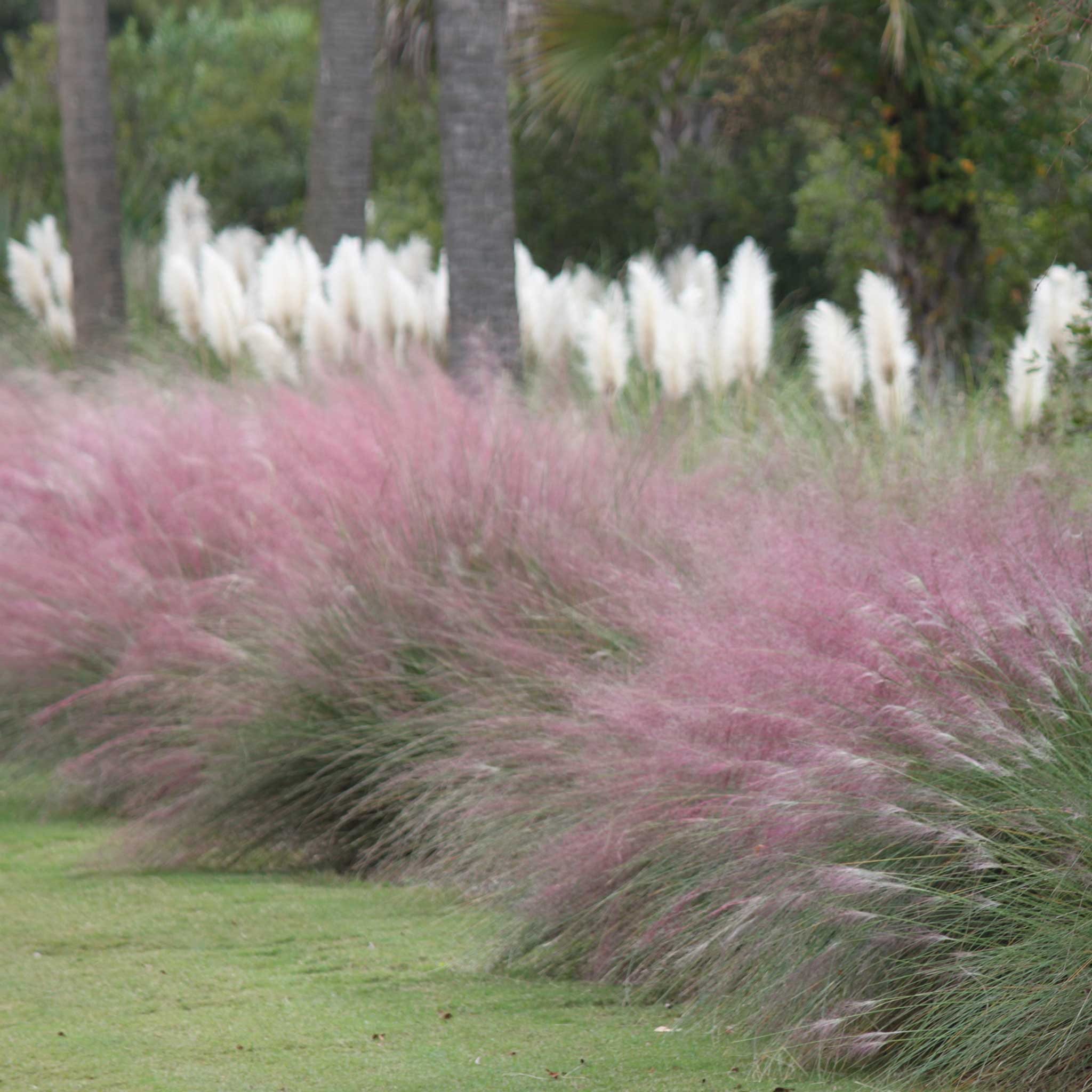Pembe Muhly Çimi (Pink Muhly Grass)