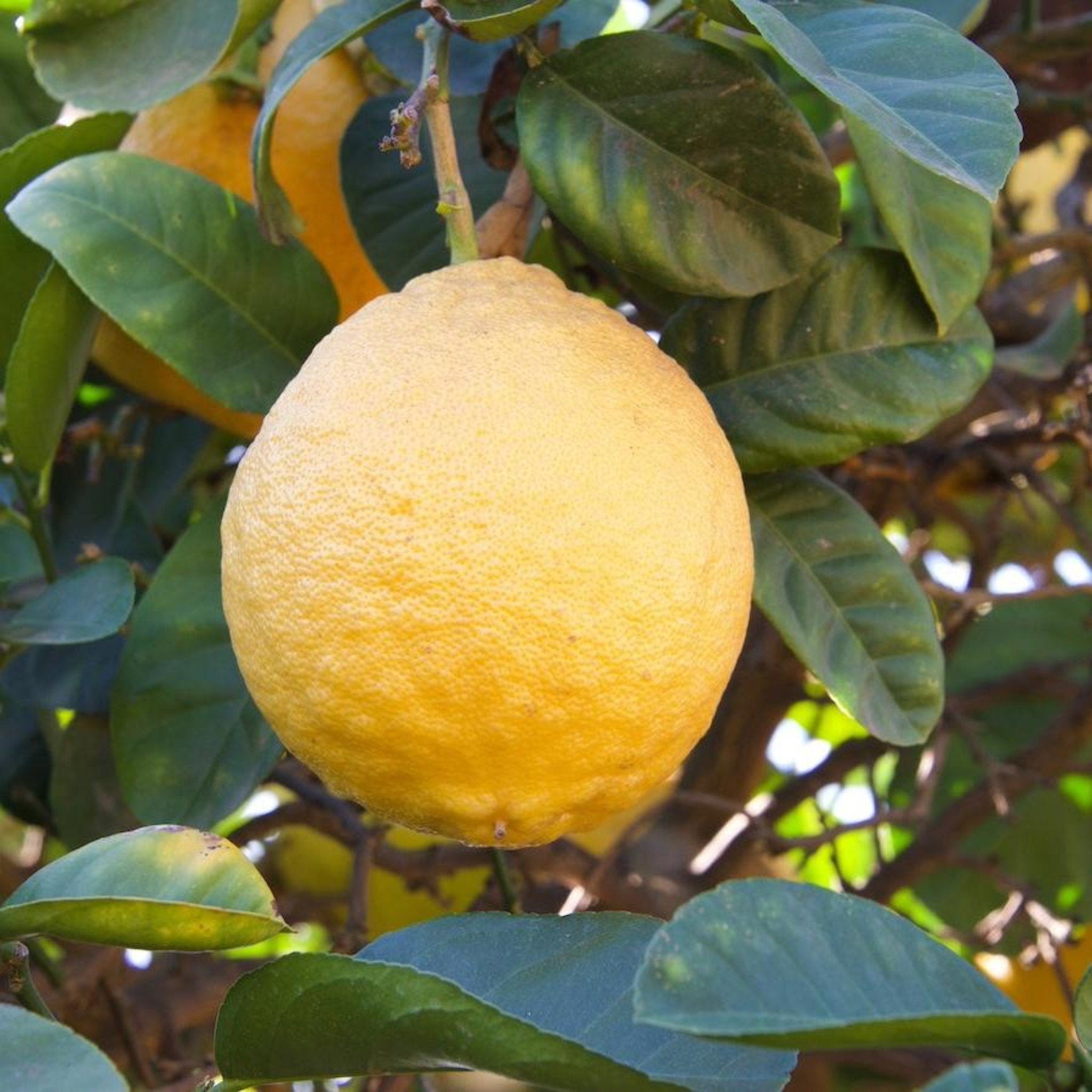 Ponderosa Limon Ağacı