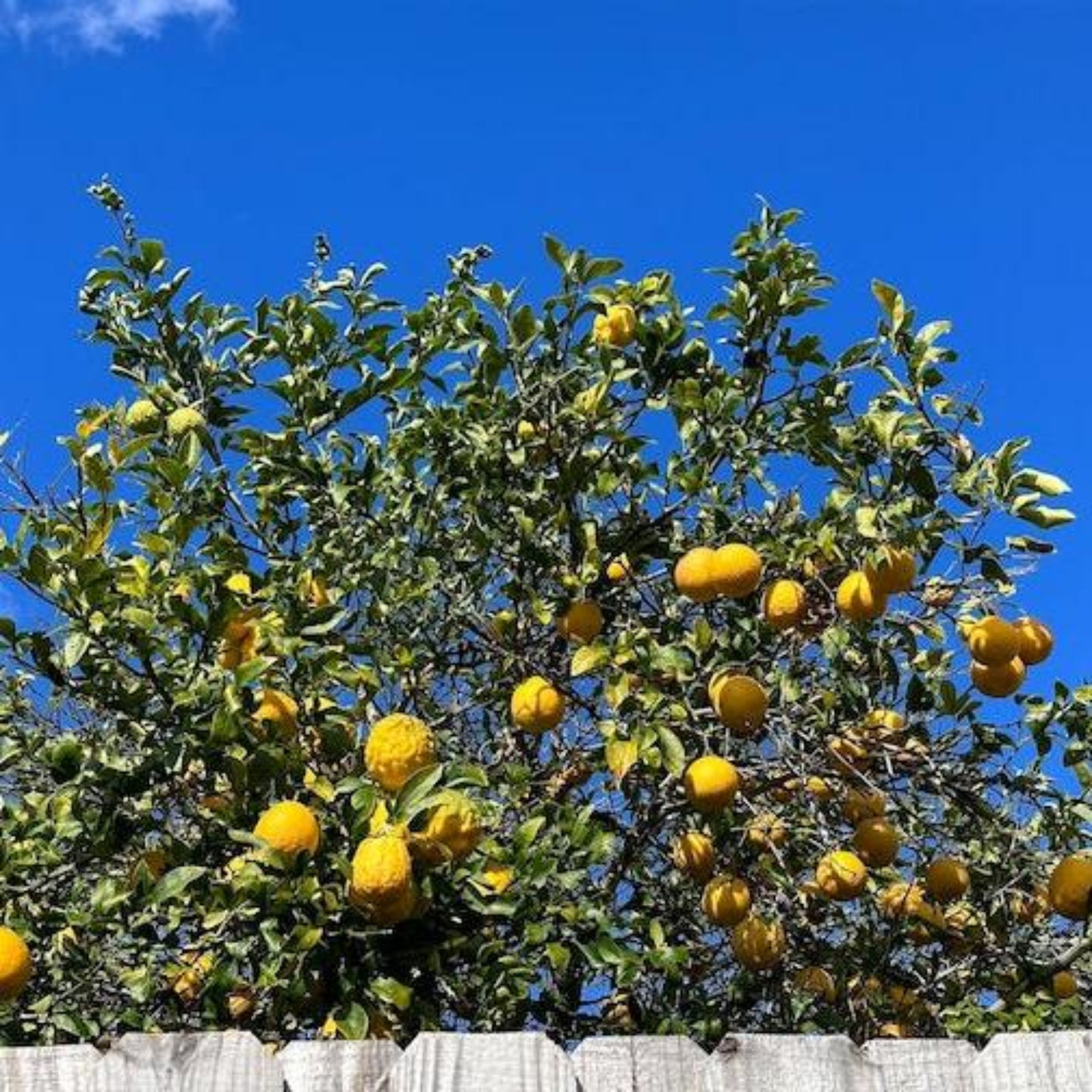 Ponderosa Limon Ağacı
