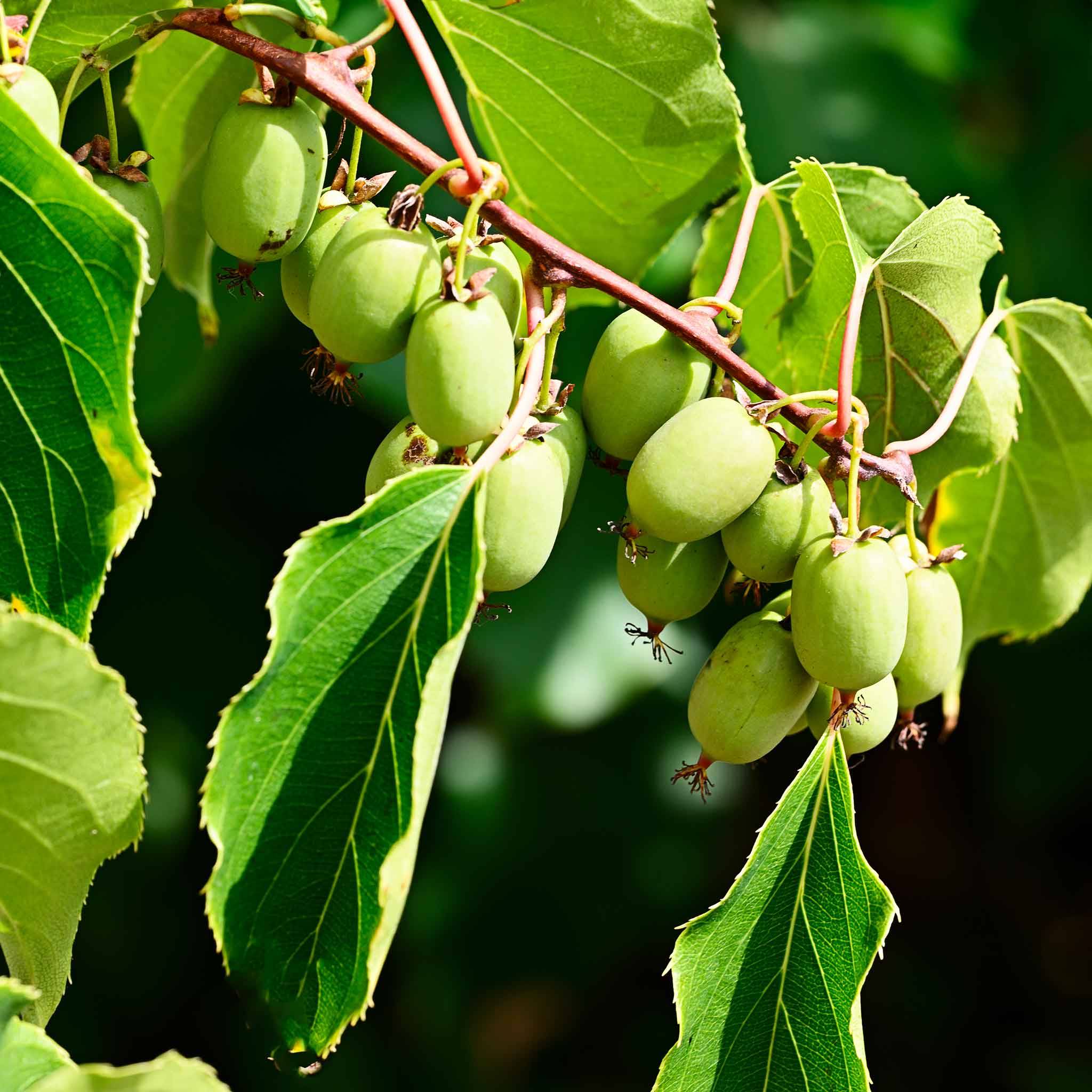 Kiwi - Prolific (Kendinden Verimli)