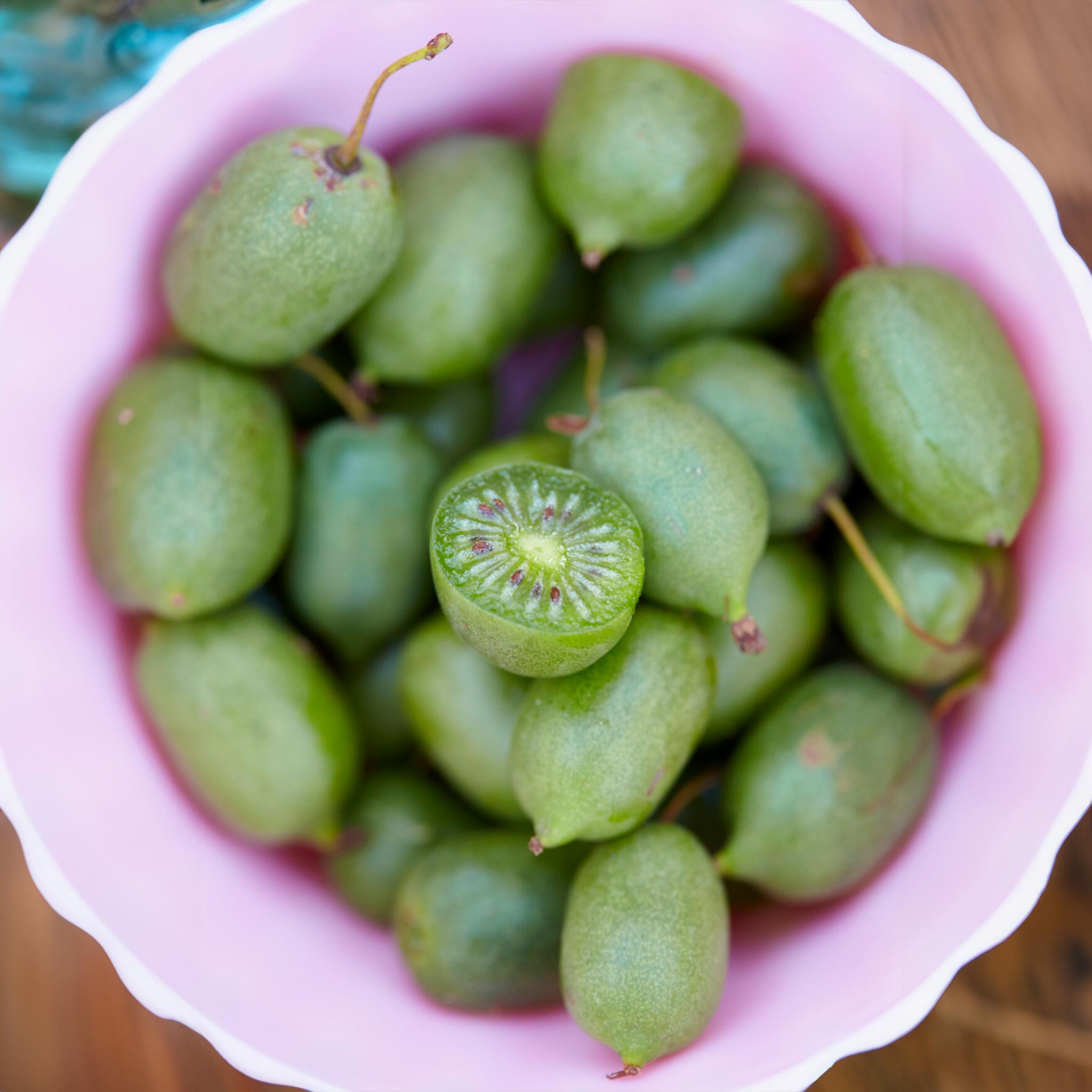 Kiwi - Prolific (Kendinden Verimli)
