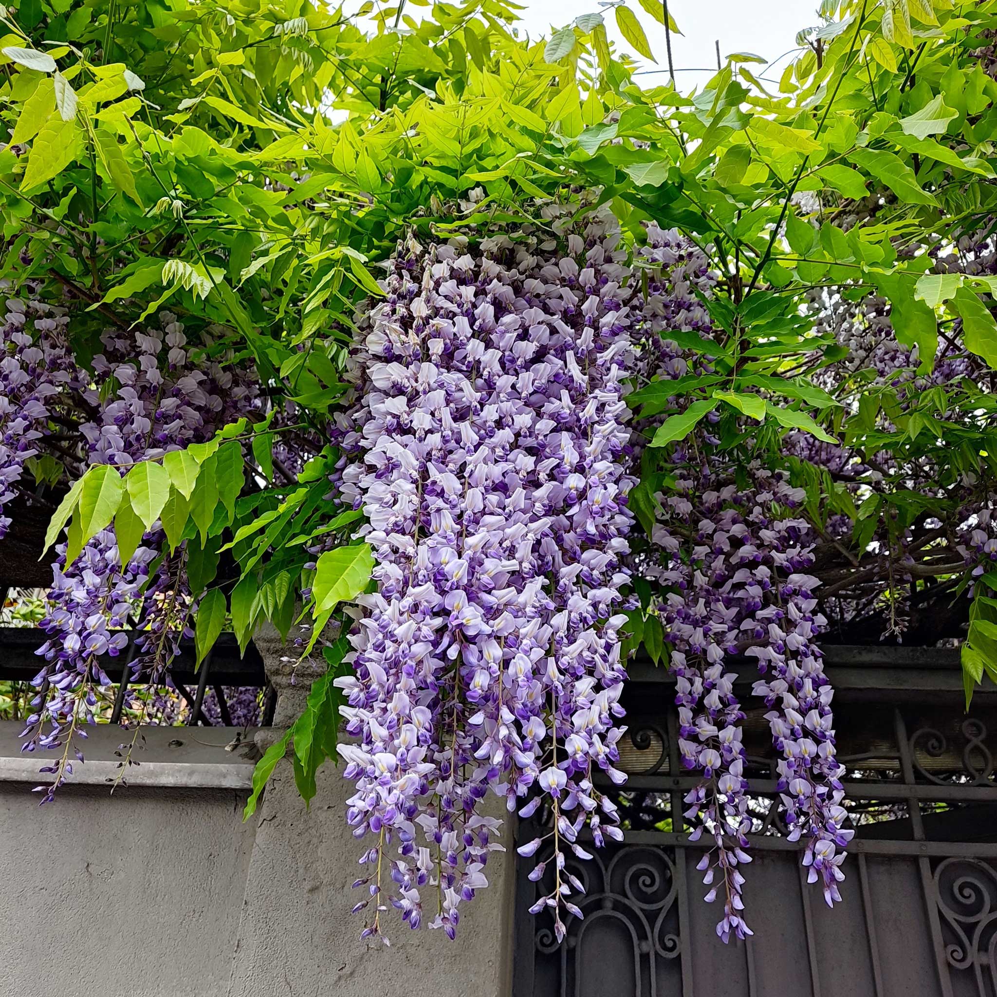 Mor Wisteria (Mor Salkım)