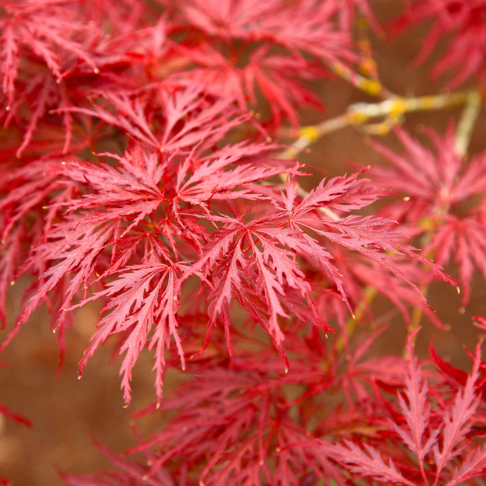 Red Dragon Japon Akçaağacı