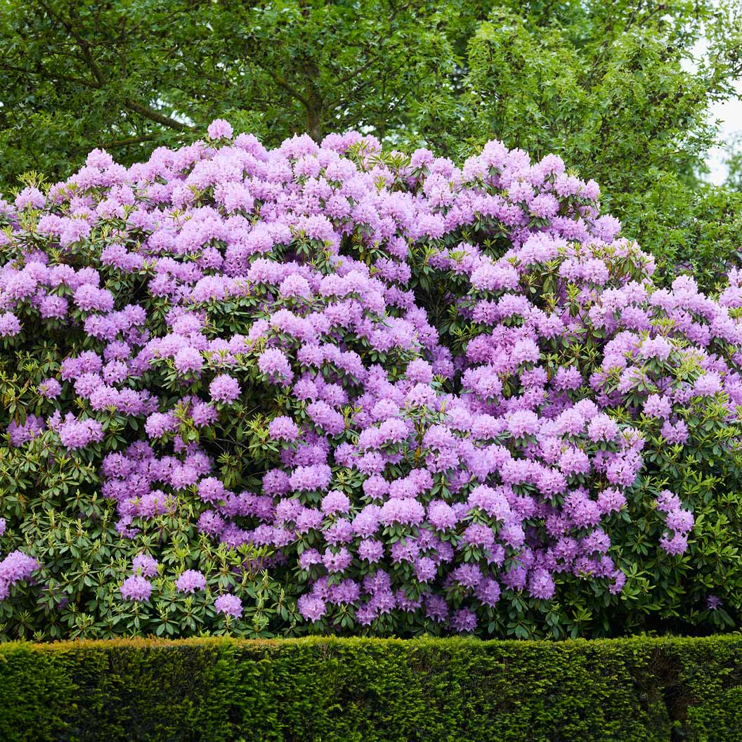Boursault Catawba Ormangülü (Rhododendron)