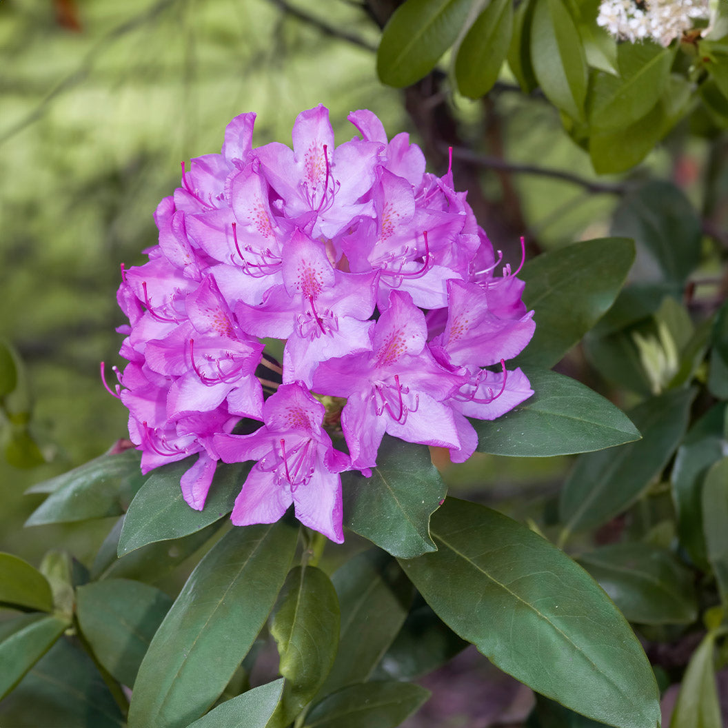 Boursault Catawba Ormangülü (Rhododendron)