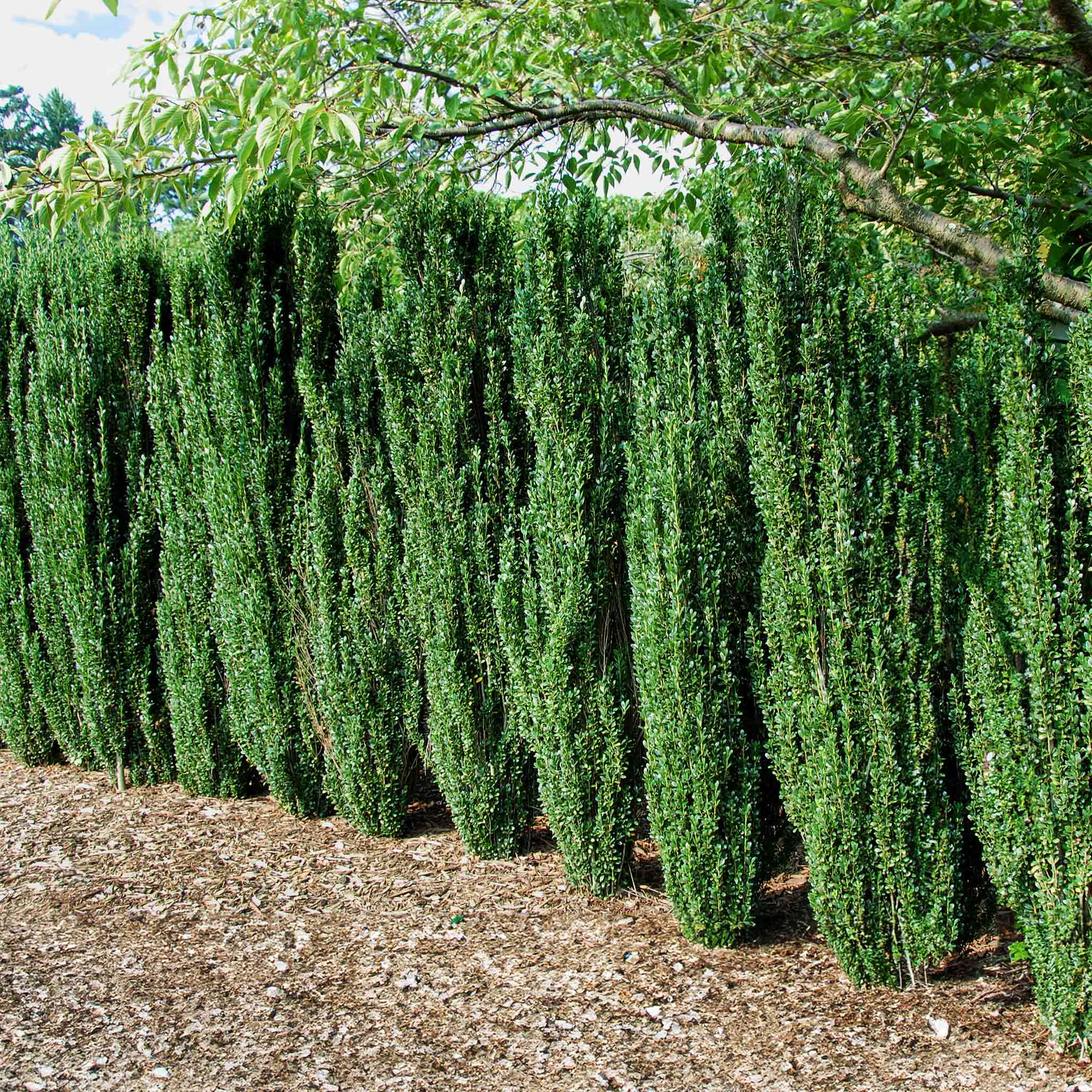 Sky Pencil Holly (Ilex crenata)