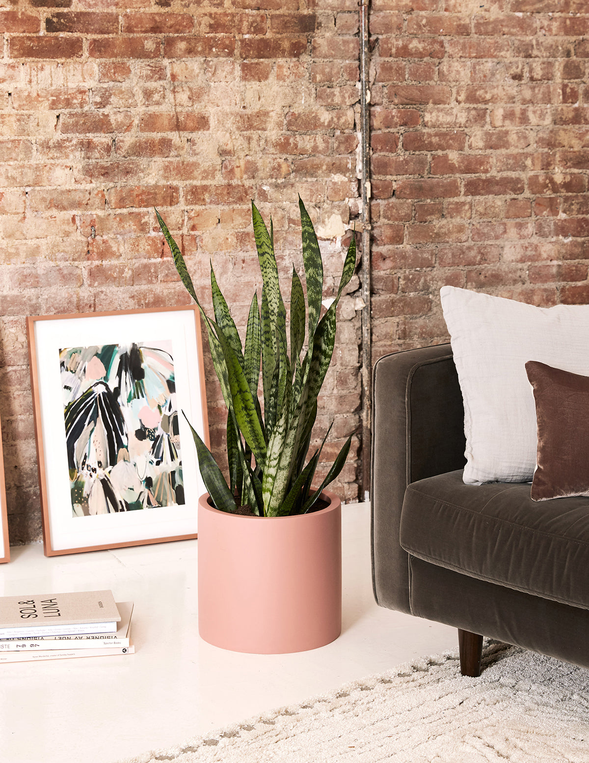 Paşa Kılıcı (Snake Plant) Zeylanica