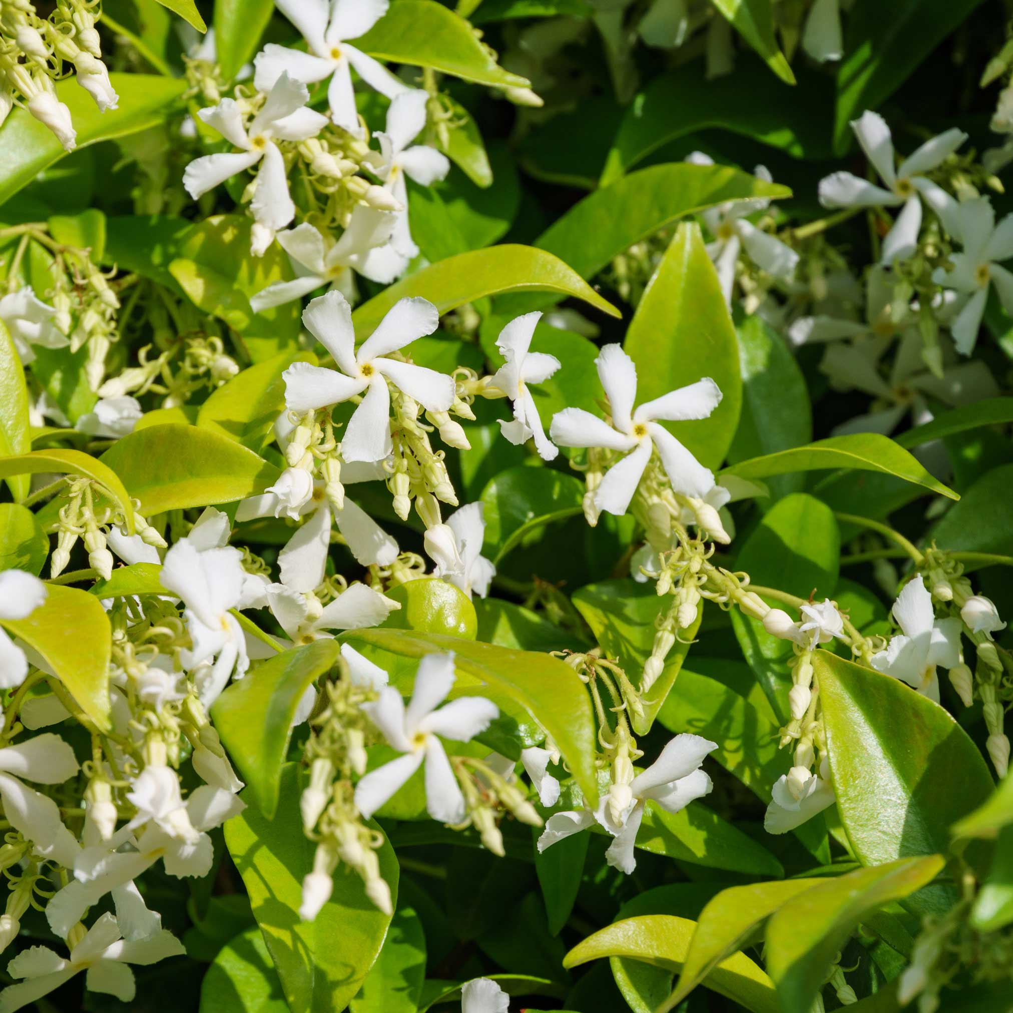 Yıldız Yasemini (Star Jasmine)
