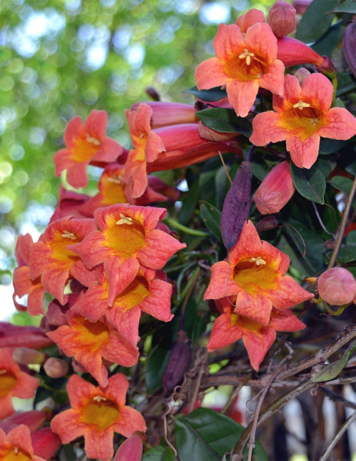 Tangerine Beauty Crossvine (Turuncu Trompet Sarmaşığı)