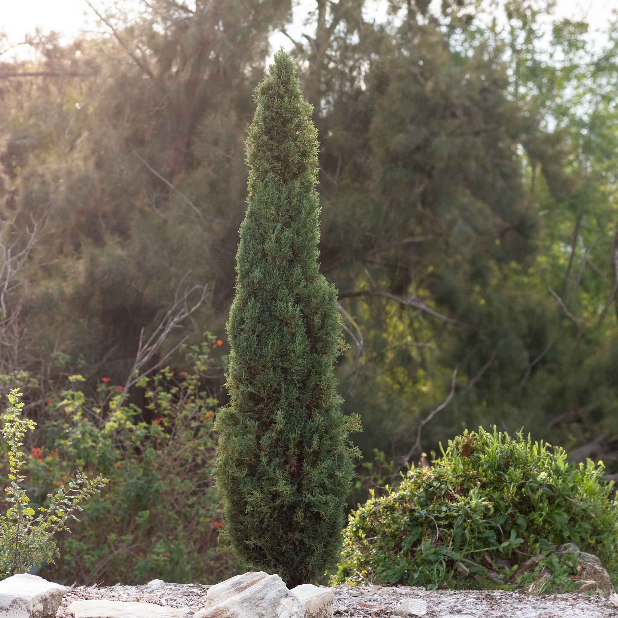 Taylor Juniper (Sütun Ardıç)