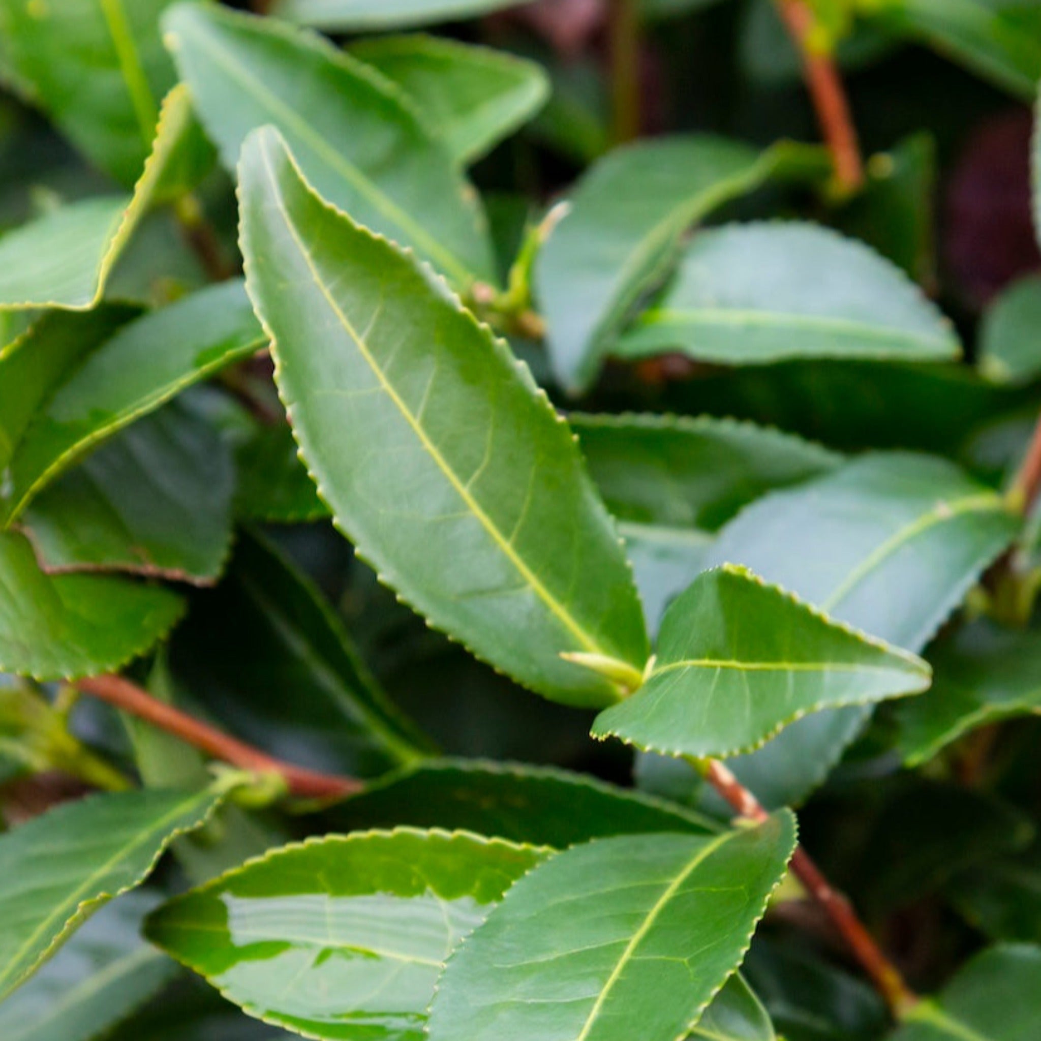 Çay Bitkisi (Camellia sinensis)