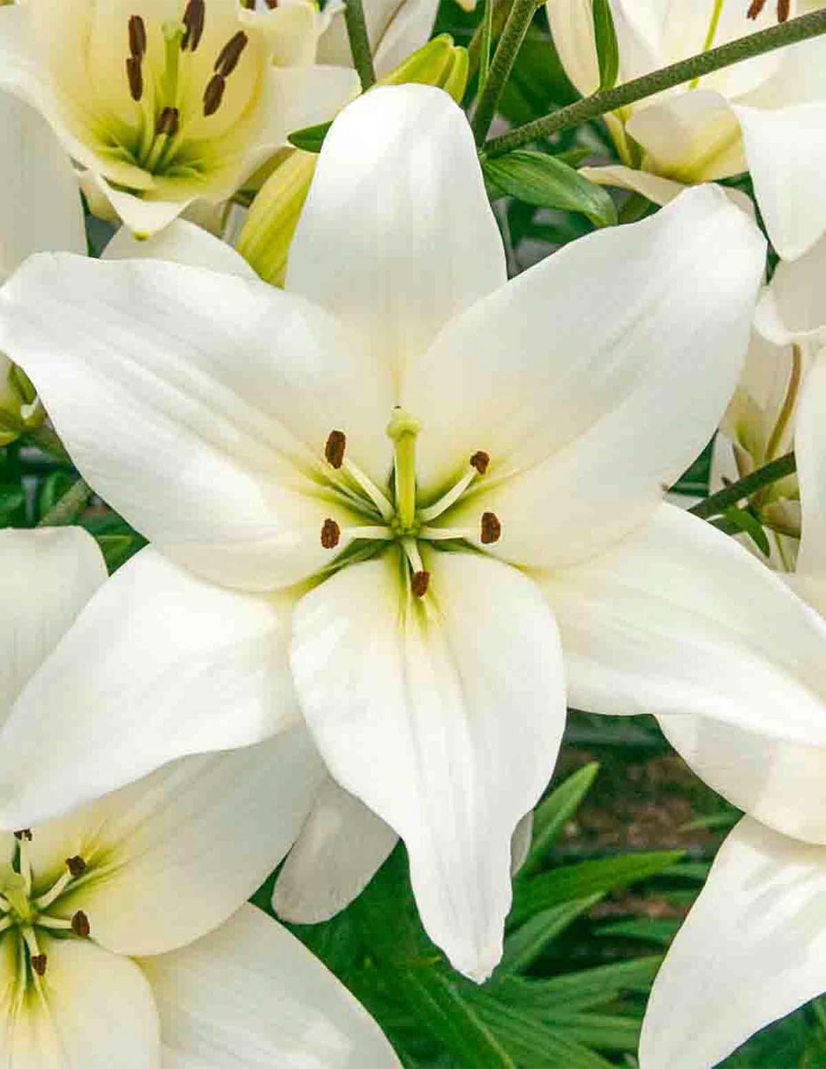 Bright Diamond Asiatik Zambak Soğanları