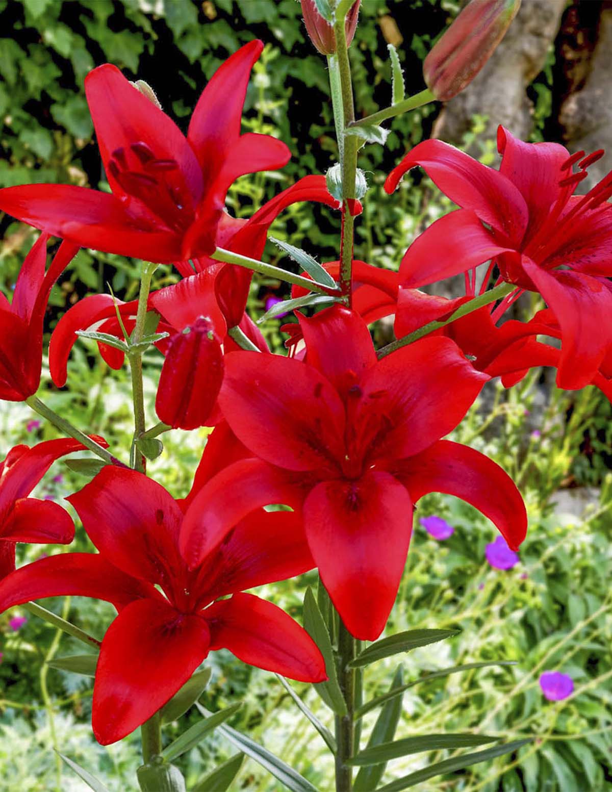 Red Highland Asya Zambağı Soğanları