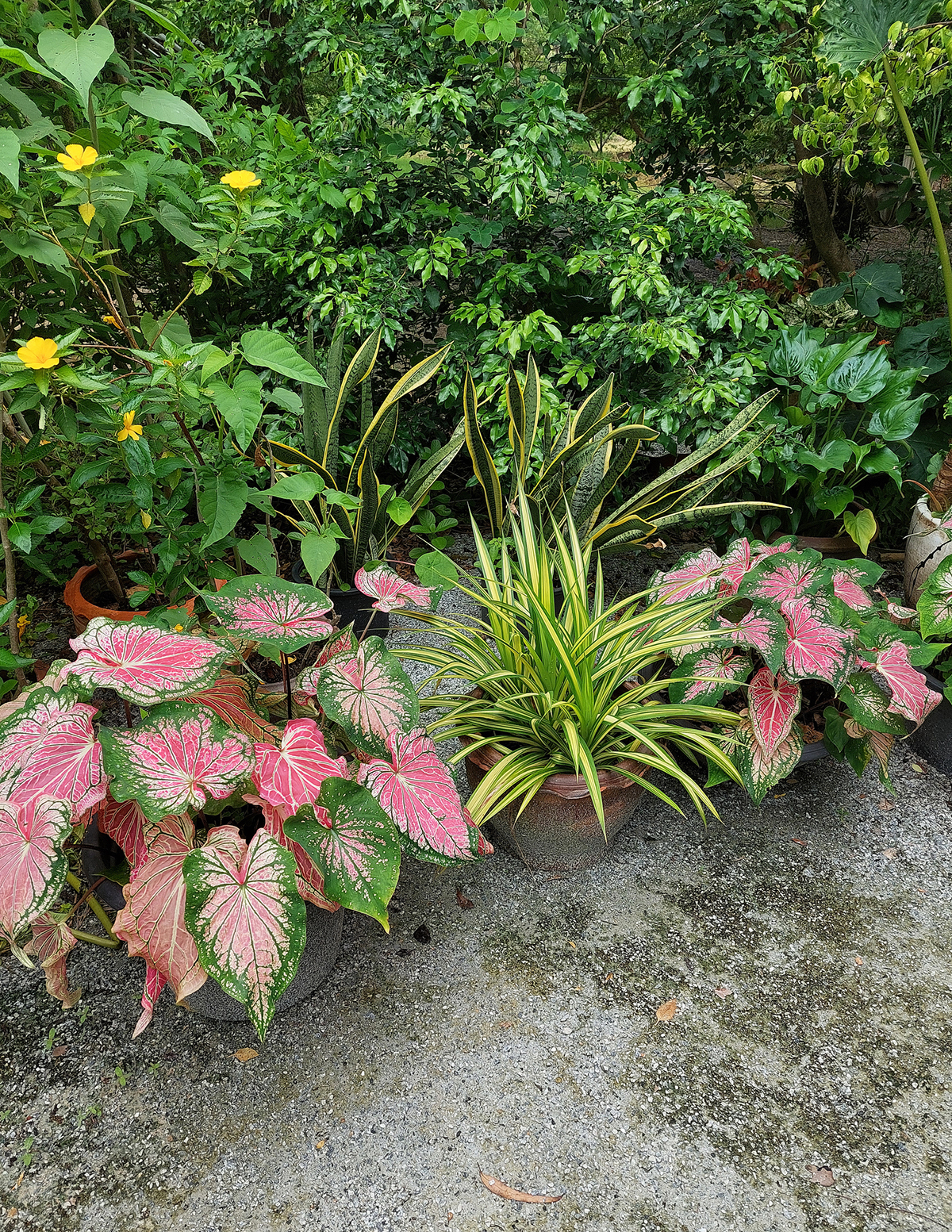Caladium (Yıldız Çiçeği) Soğan Karışımı