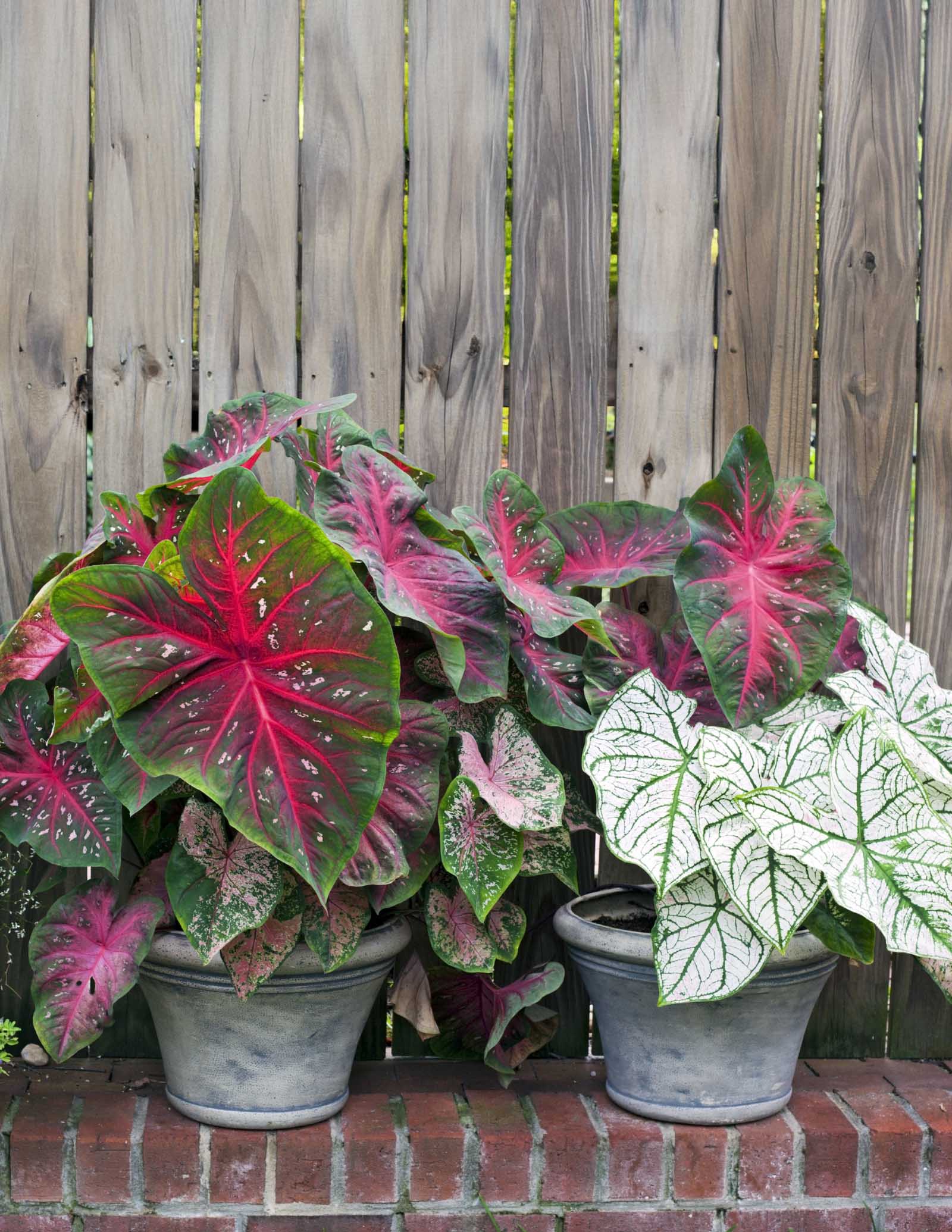 Caladium (Yıldız Çiçeği) Soğan Karışımı
