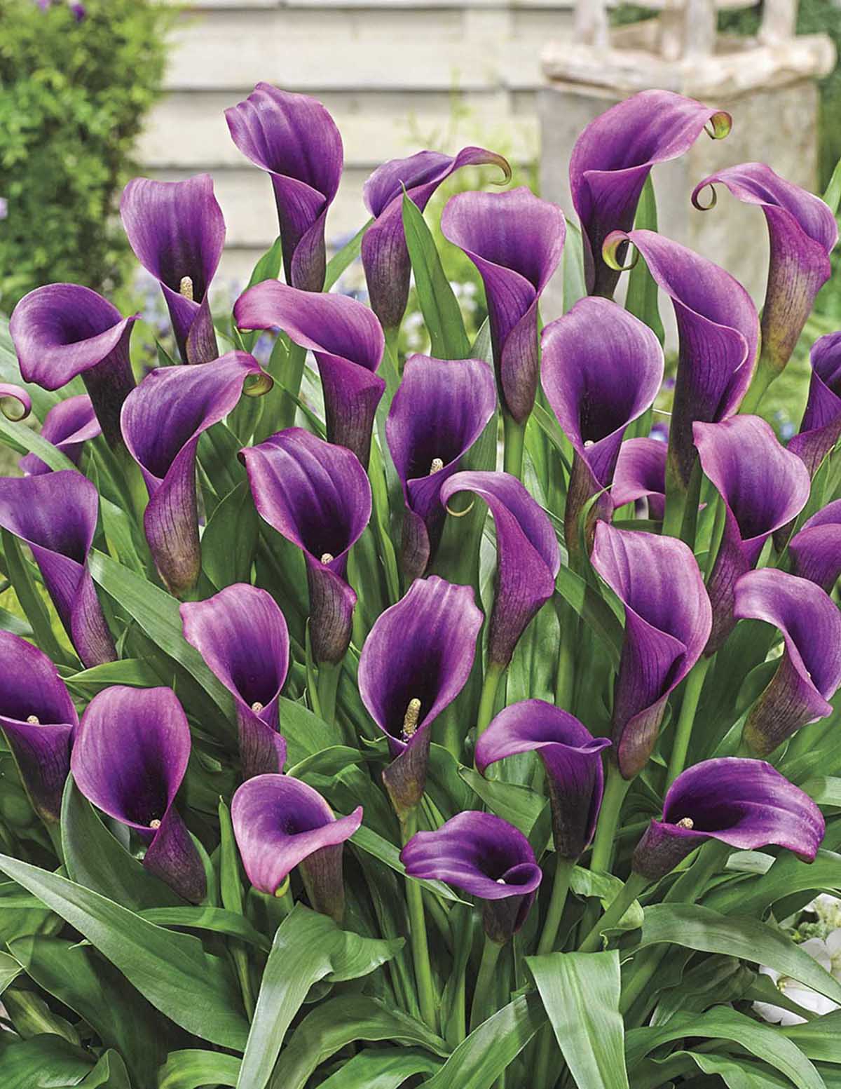 Purple Sensation Calla Lily Soğanları