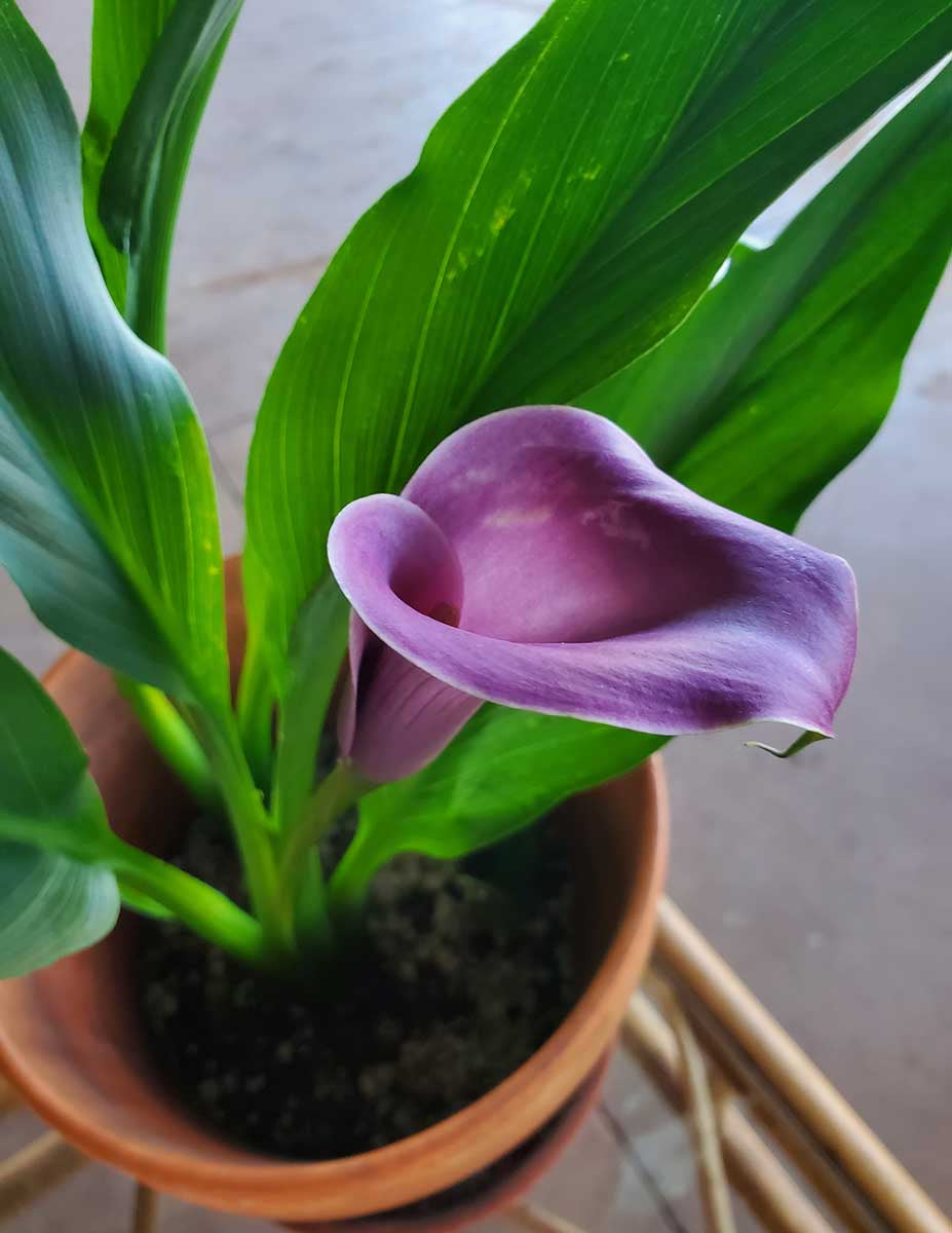 Purple Sensation Calla Lily Soğanları