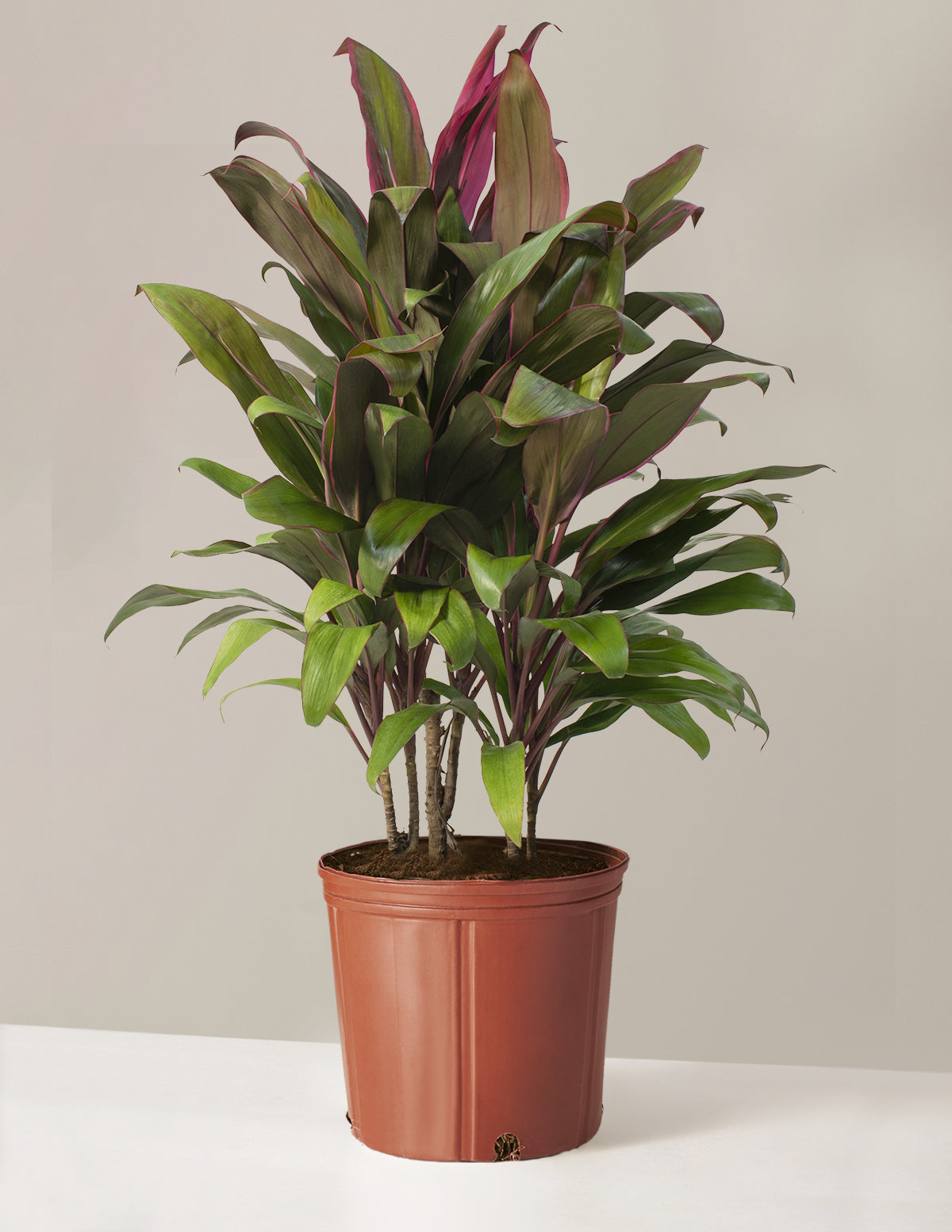 Büyük Boy Cordyline Maria