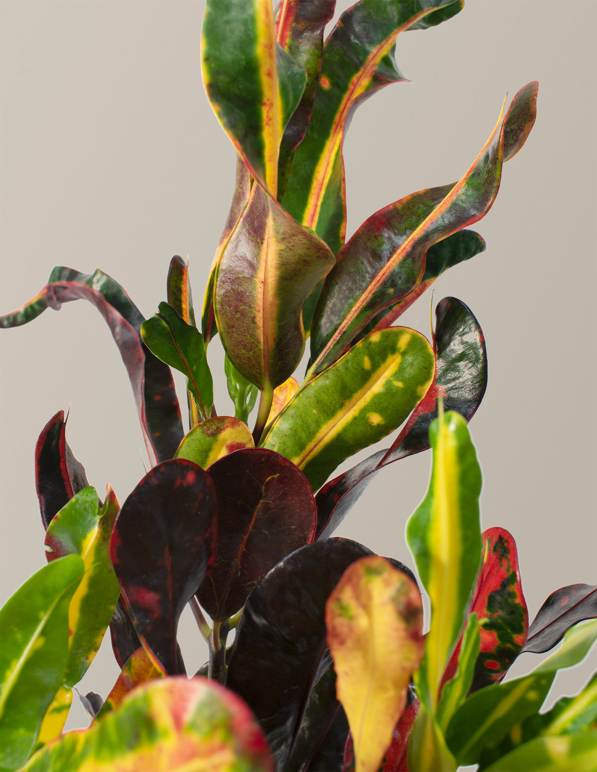 Burgu Yapraklı Kroton (Corkscrew Croton)