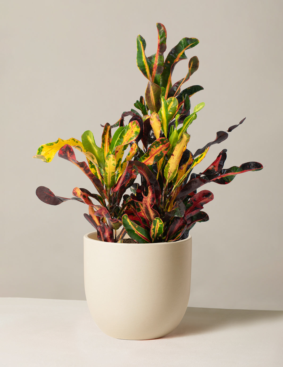 Burgu Yapraklı Kroton (Corkscrew Croton)