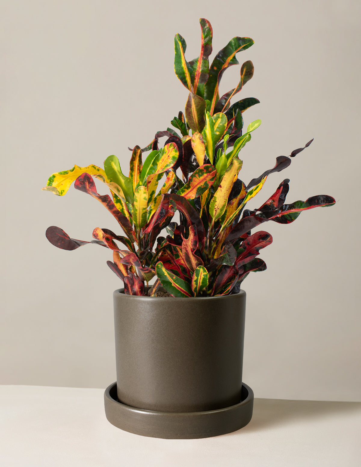 Burgu Yapraklı Kroton (Corkscrew Croton)