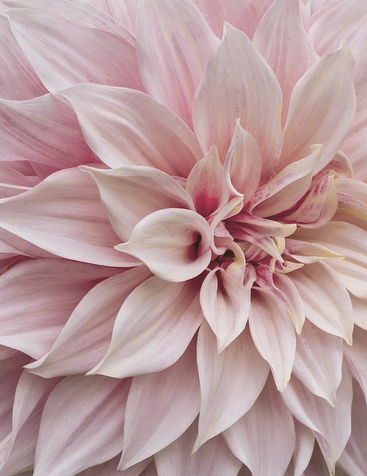 Café au Lait Yıldız Çiçeği (Dahlia)