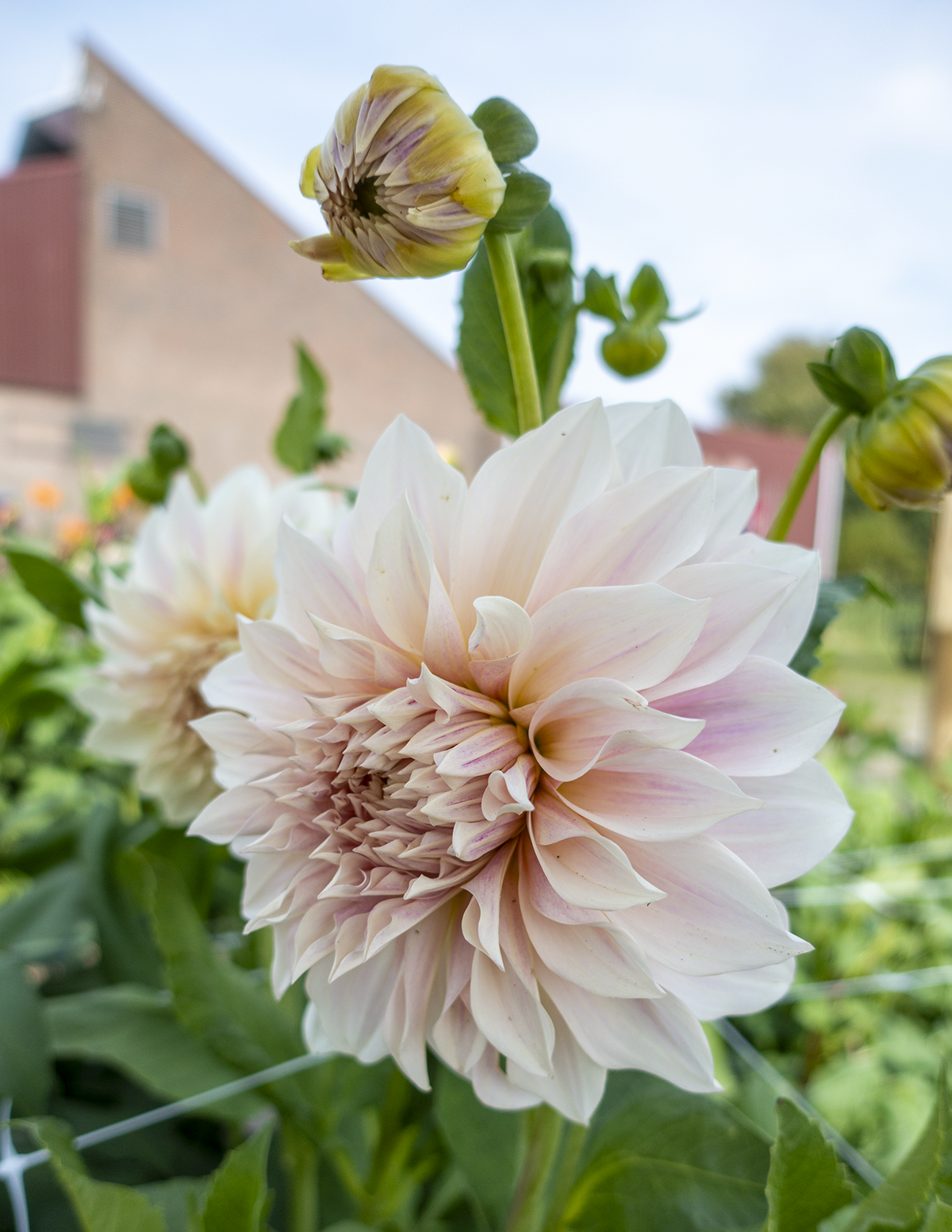 Café au Lait Yıldız Çiçeği (Dahlia)