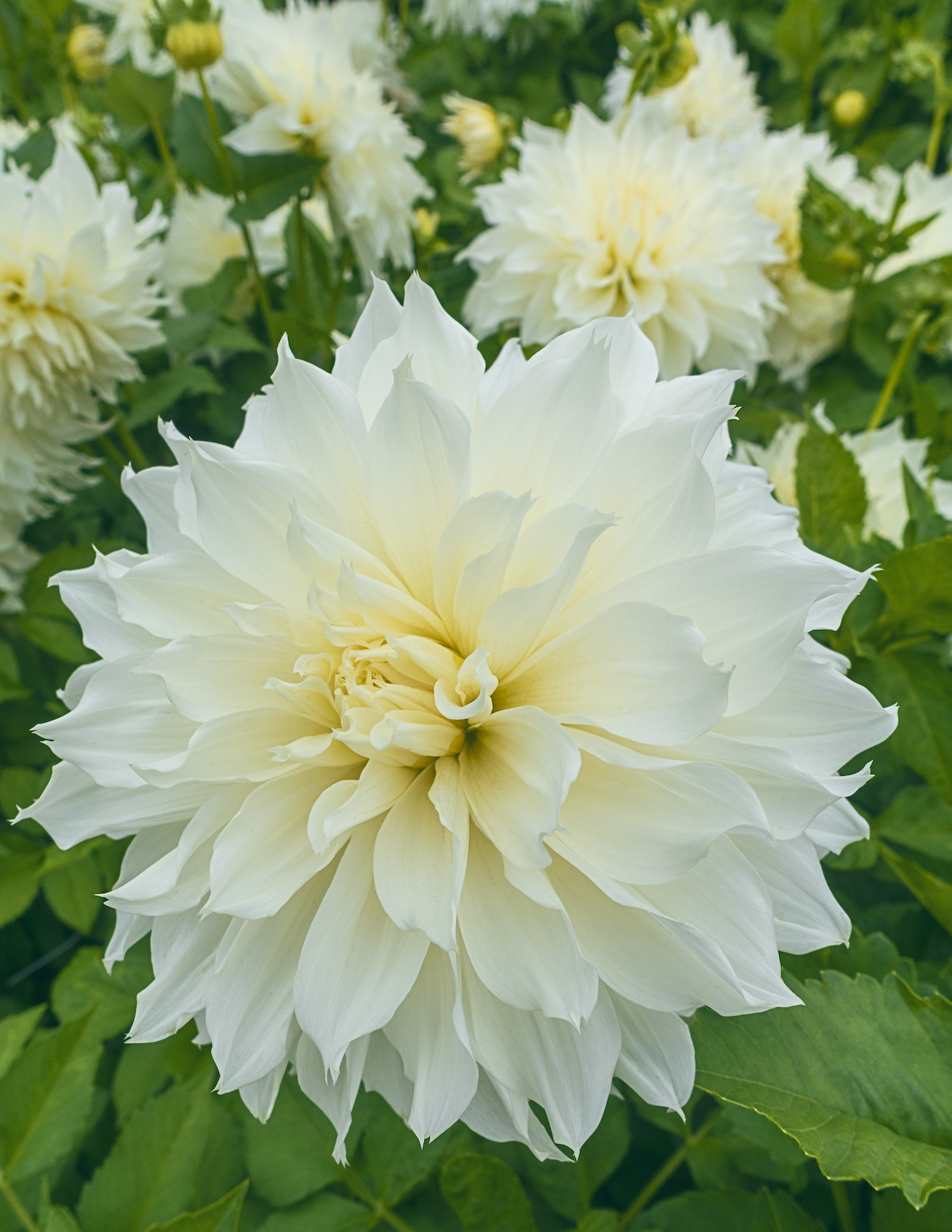 Dinnerplate Dahlia (Tabak Yıldızı) Karışımı