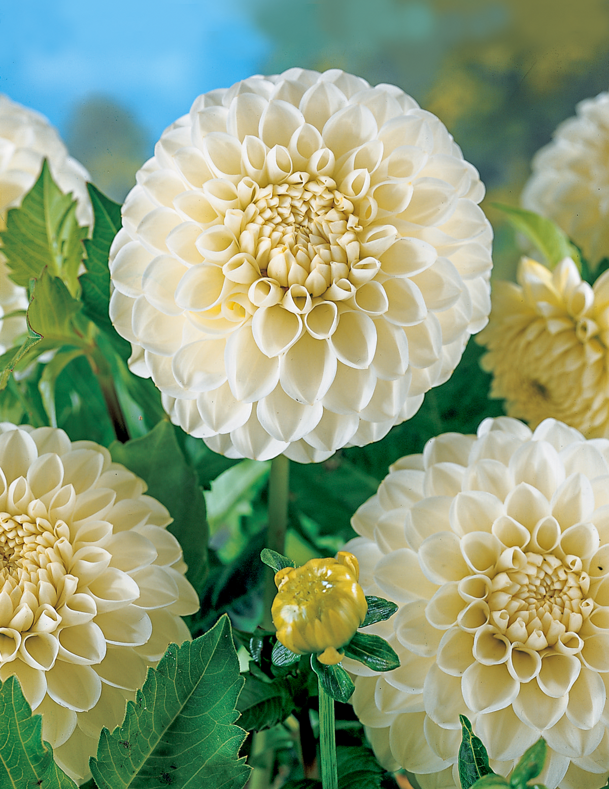 Dev Top Dahlia Karışımı