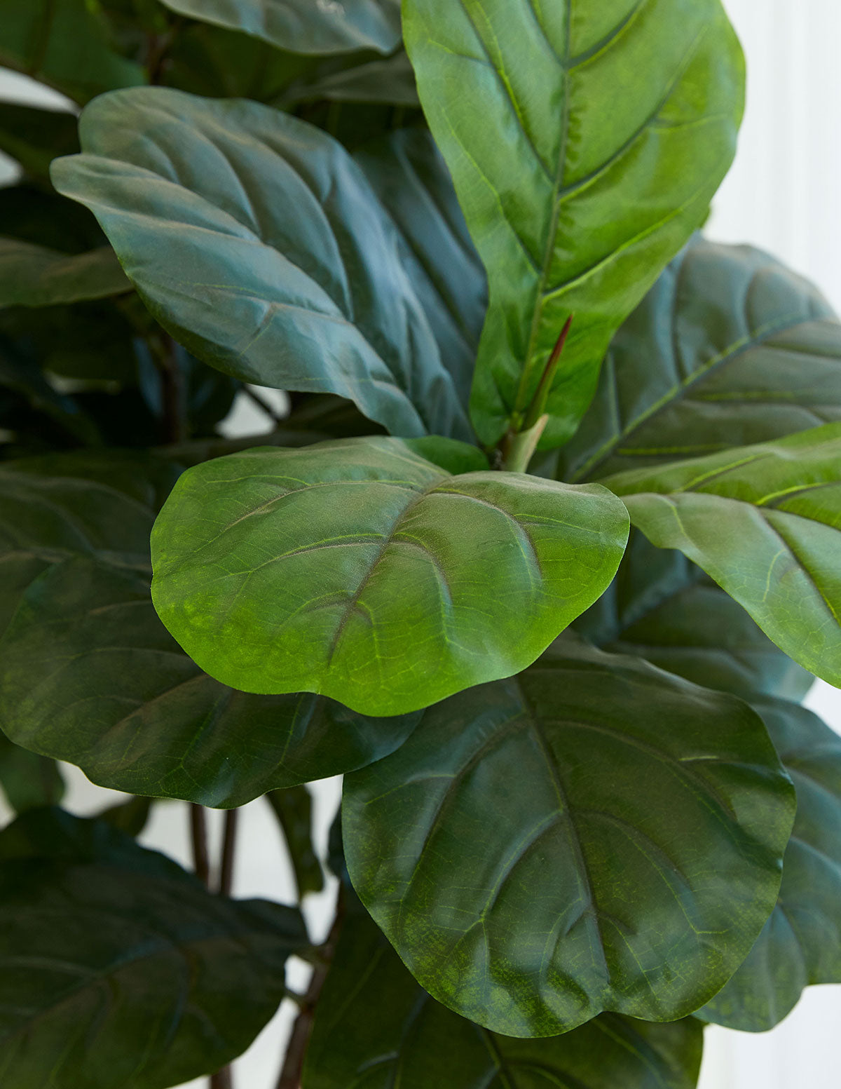Yapay Deve Tabanı (Fiddle Leaf Fig) Ağacı