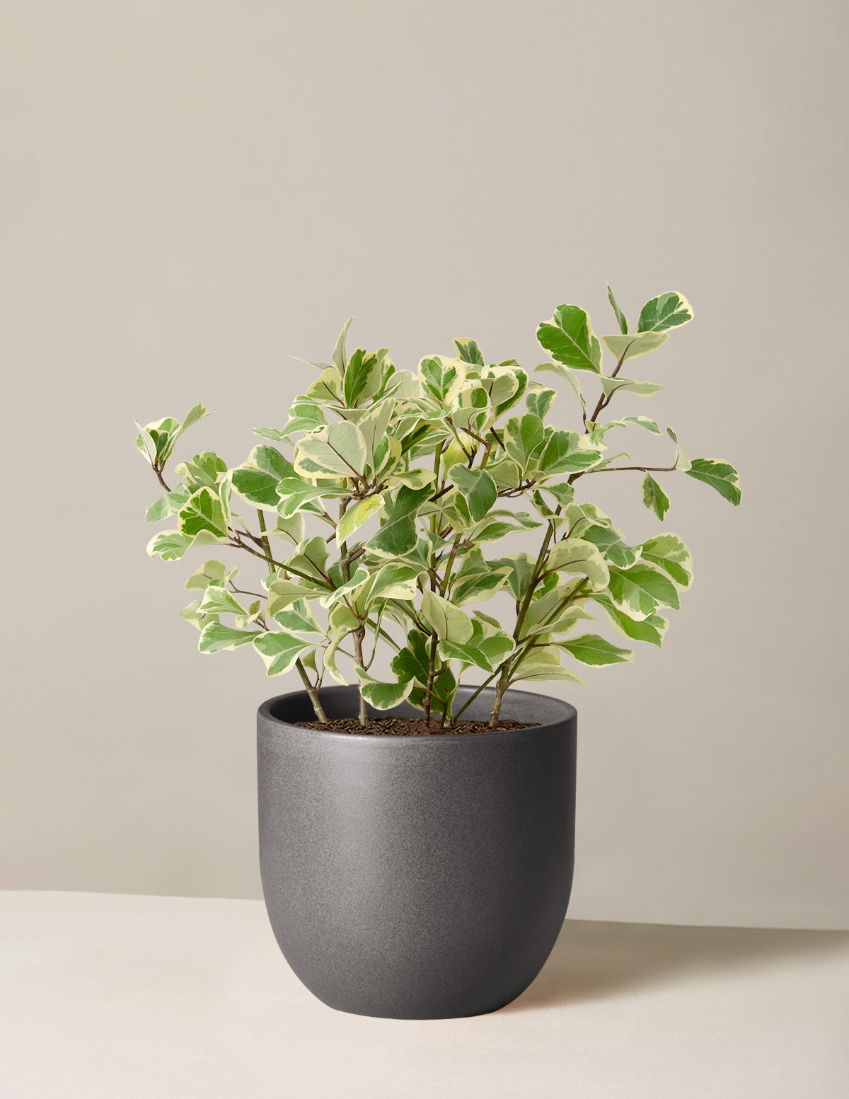 Alacalı Ficus Triangularis