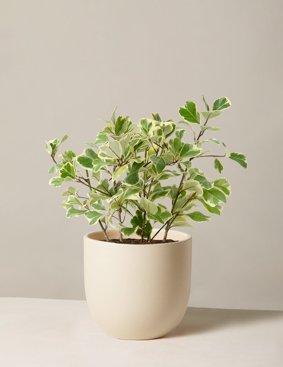 Alacalı Ficus Triangularis